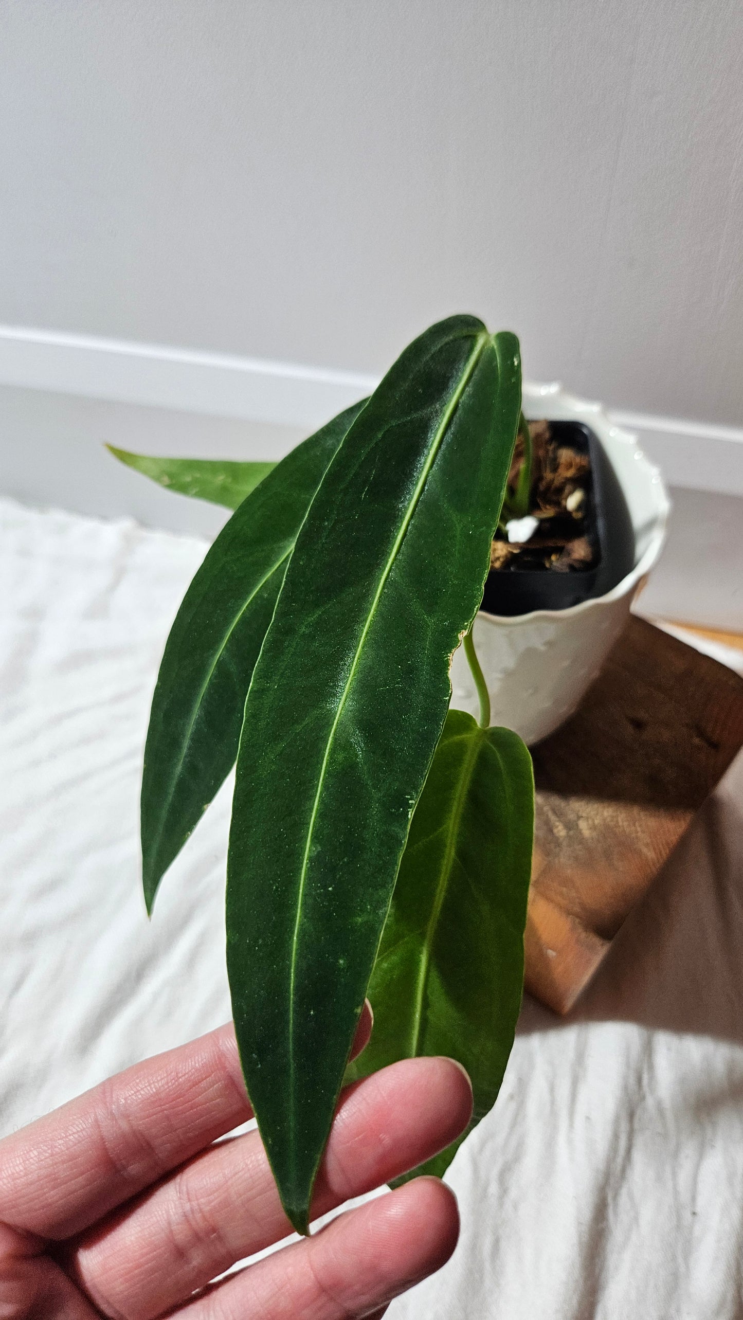 Anthurium Warocqueanum Dark "format MOYEN"(ANT-603)