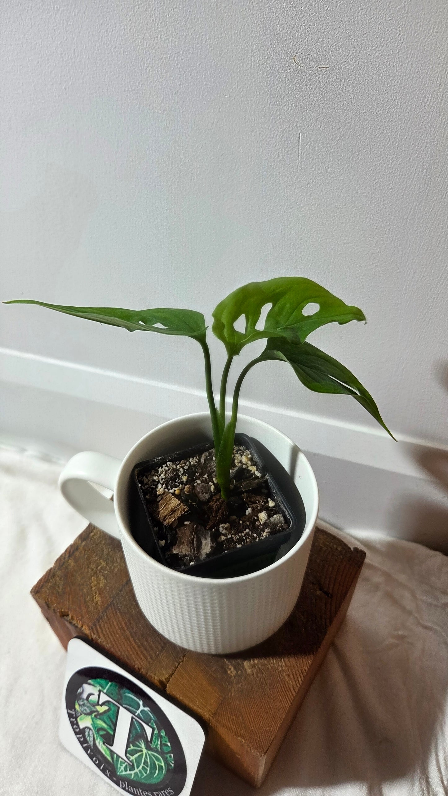 Monstera Obliqua Aff Cuyabeno (MON-320)