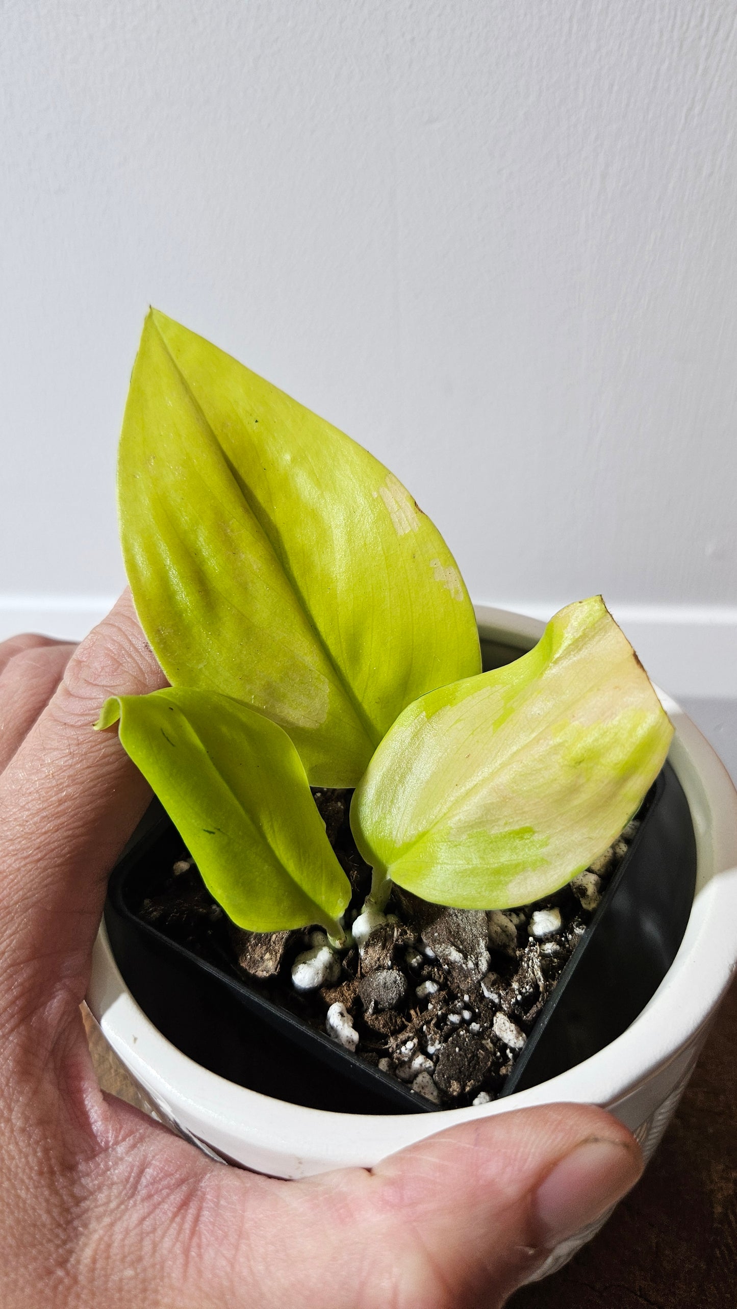 Scindapsus Moonlight Lemon (SCI-1272)