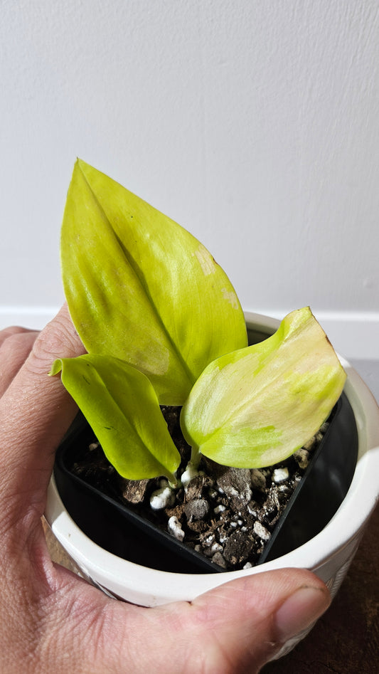 Scindapsus Moonlight Lemon (SCI-1272)