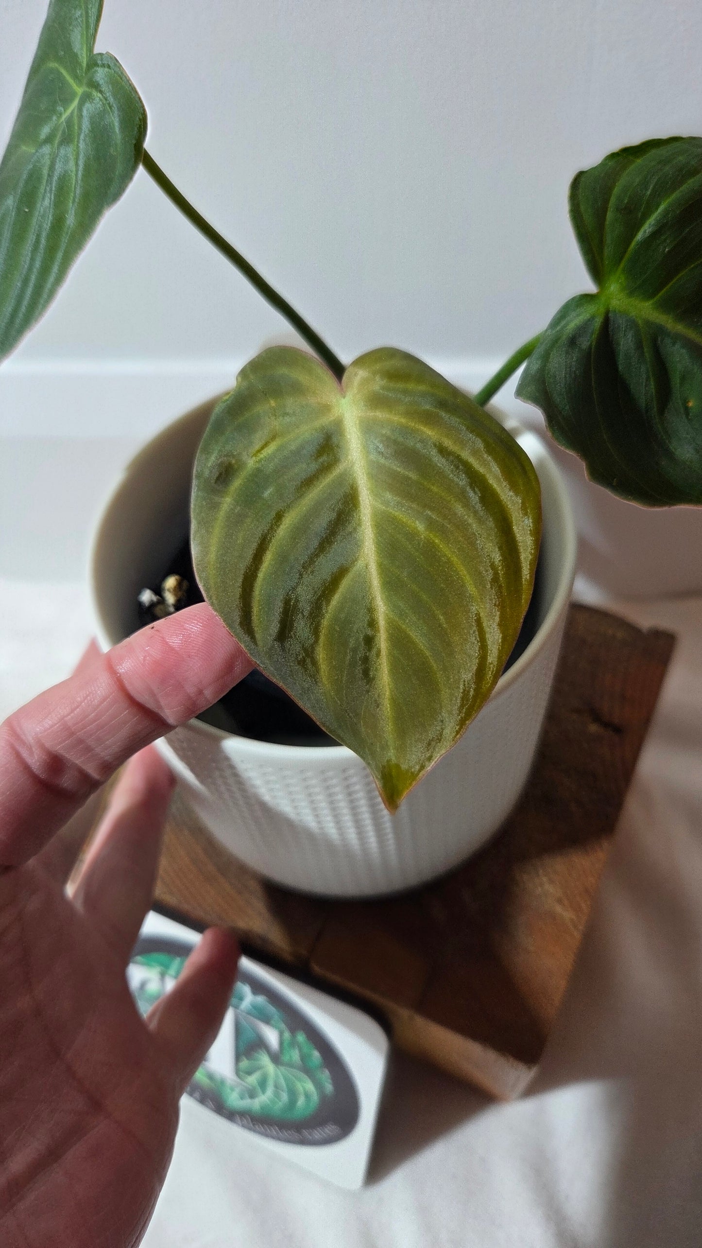 Philodendron Glorious (PHI-1008)