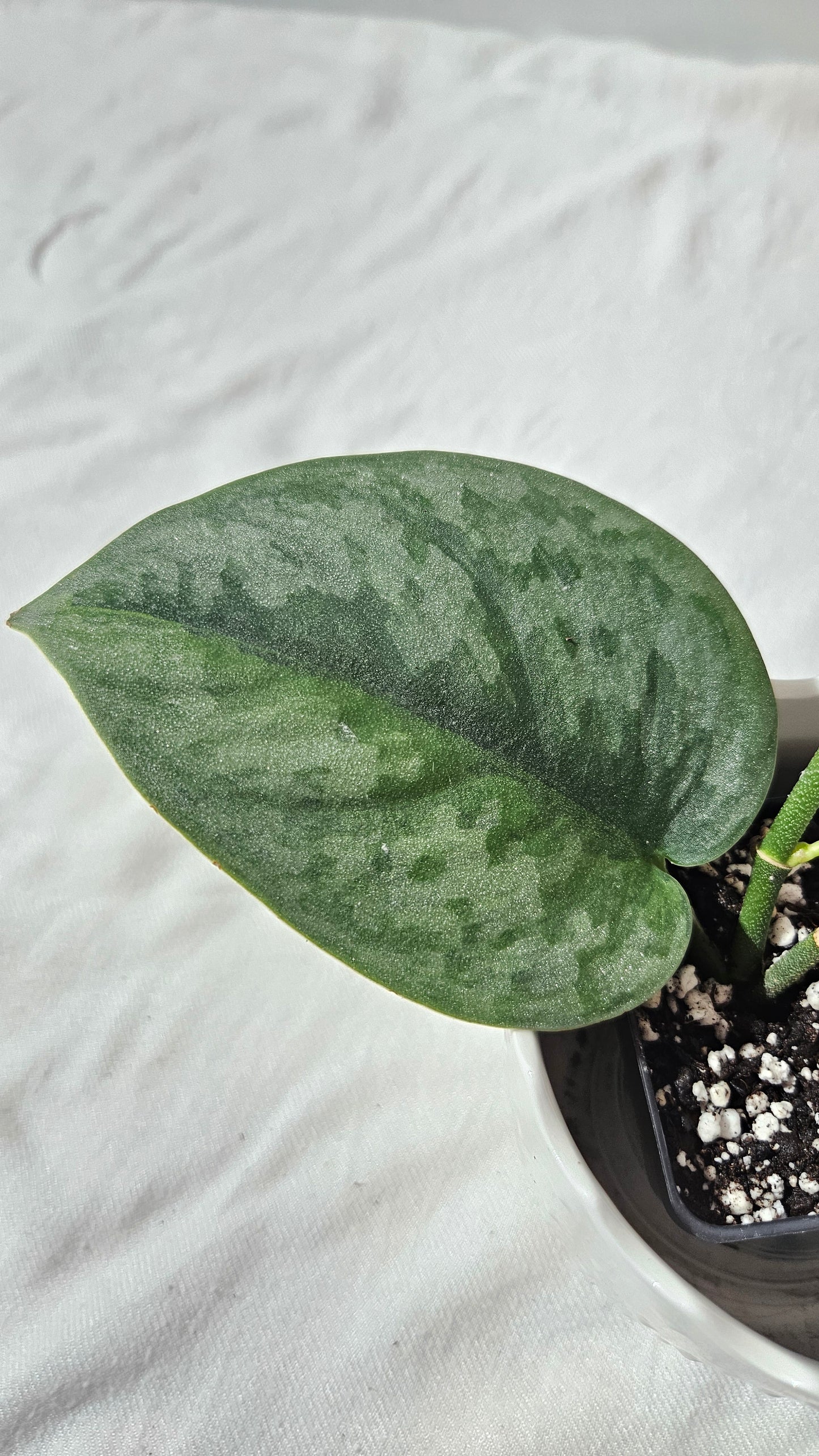 Scindapsus Venom (SCI-1018)