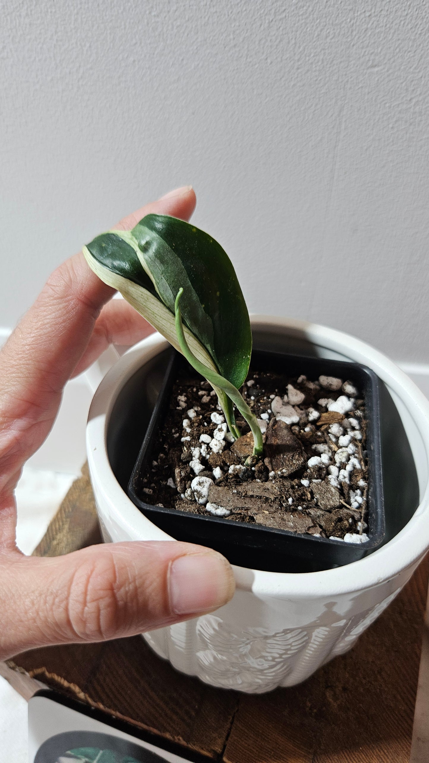 Scindapsus Treubii Dark Form albo (SCI-1265)