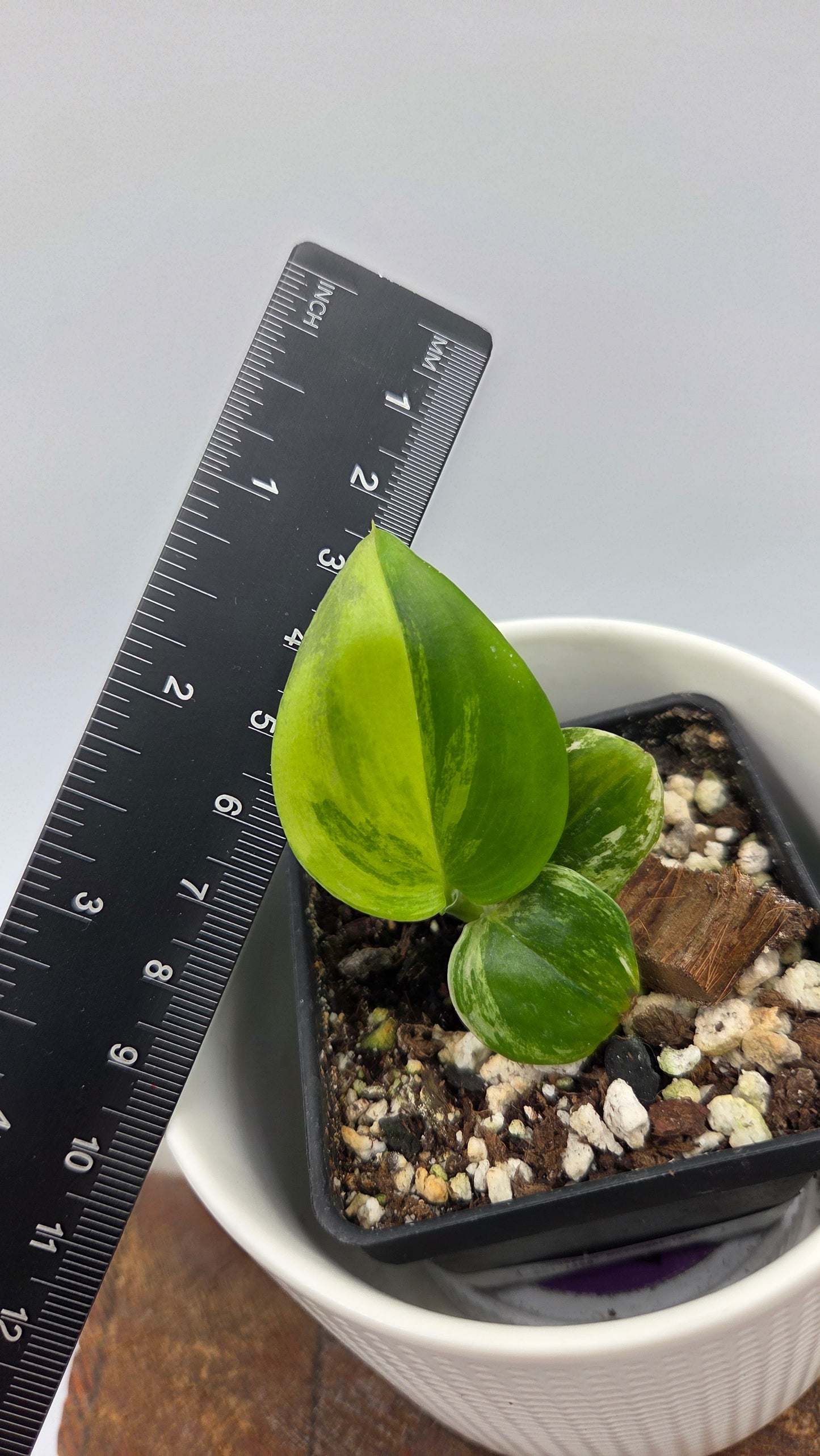 Scindapsus Moonlight Yellow (SCI-1450)