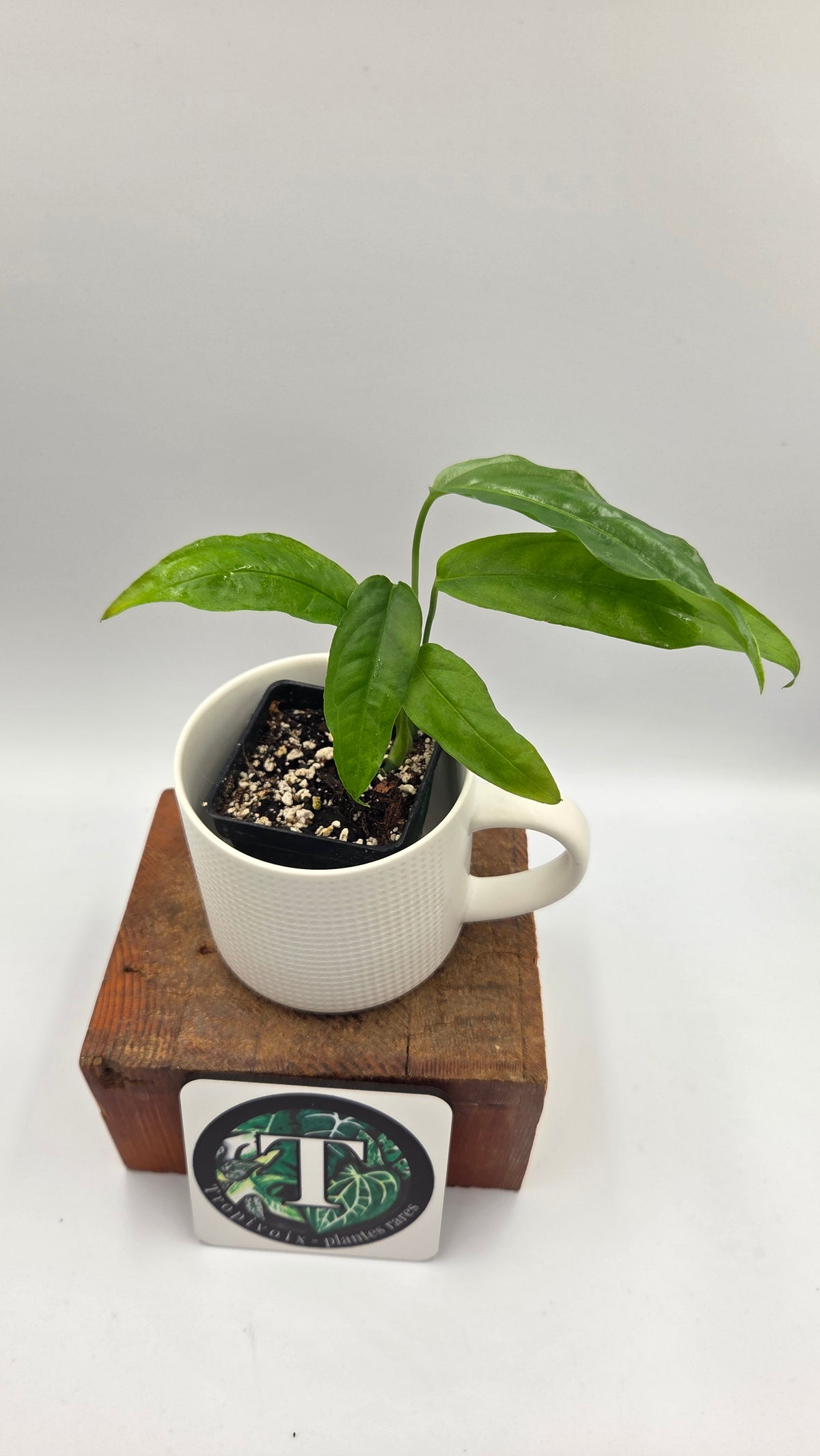 Monstera Obliqua Aff Amazonas (MON-325)