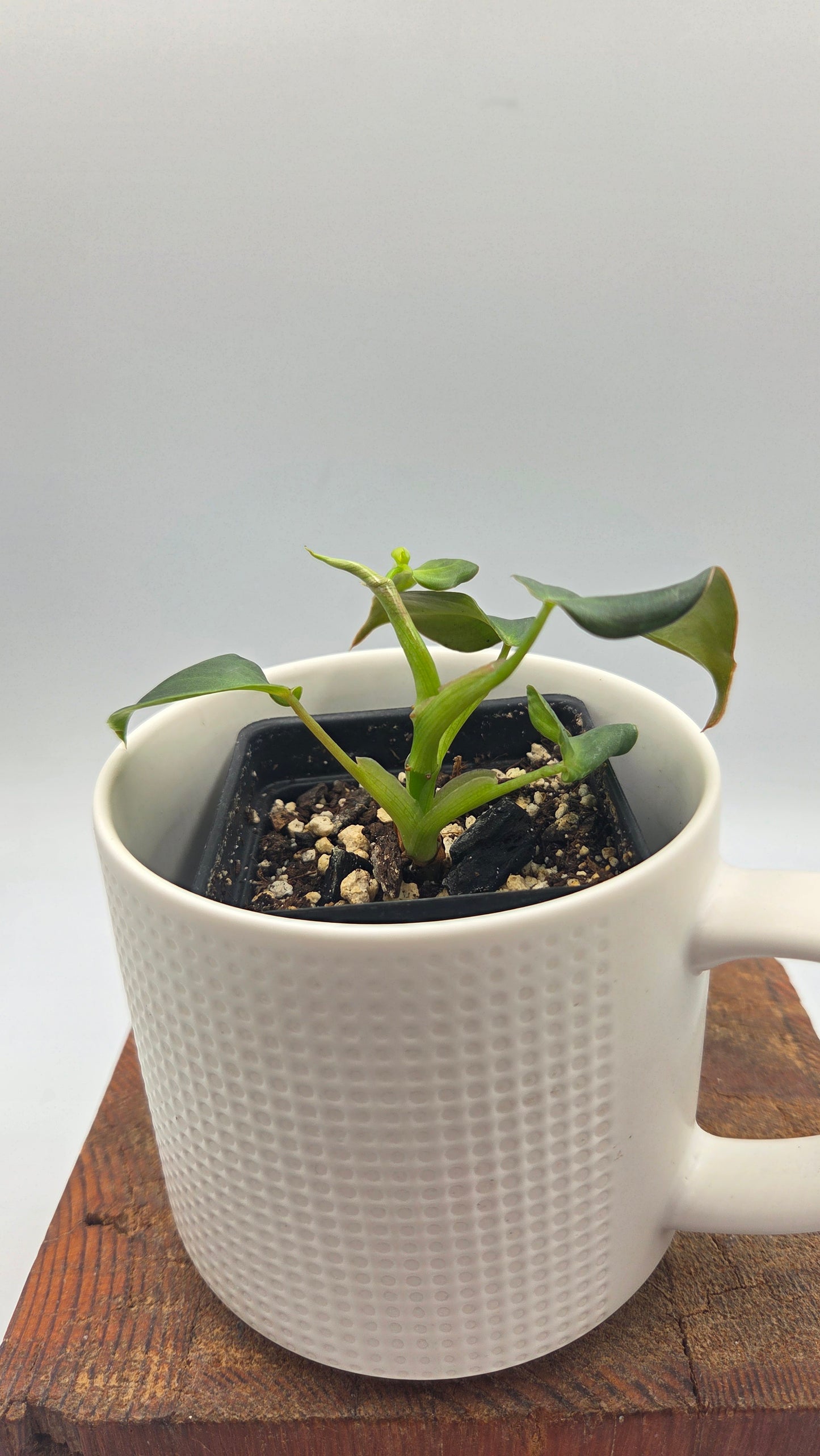 Philodendron Glorious (PHI-1050)