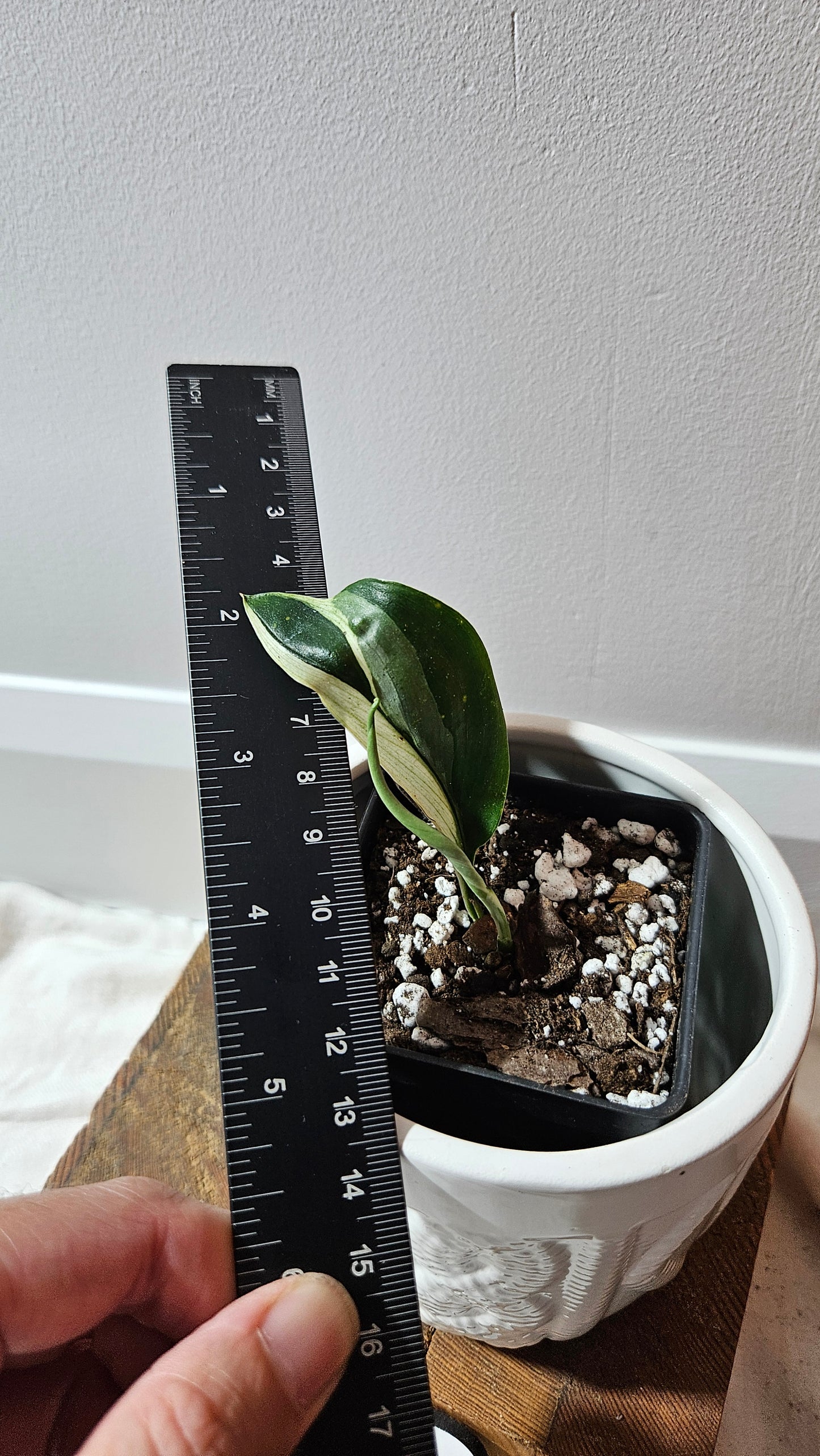 Scindapsus Treubii Dark Form albo (SCI-1265)