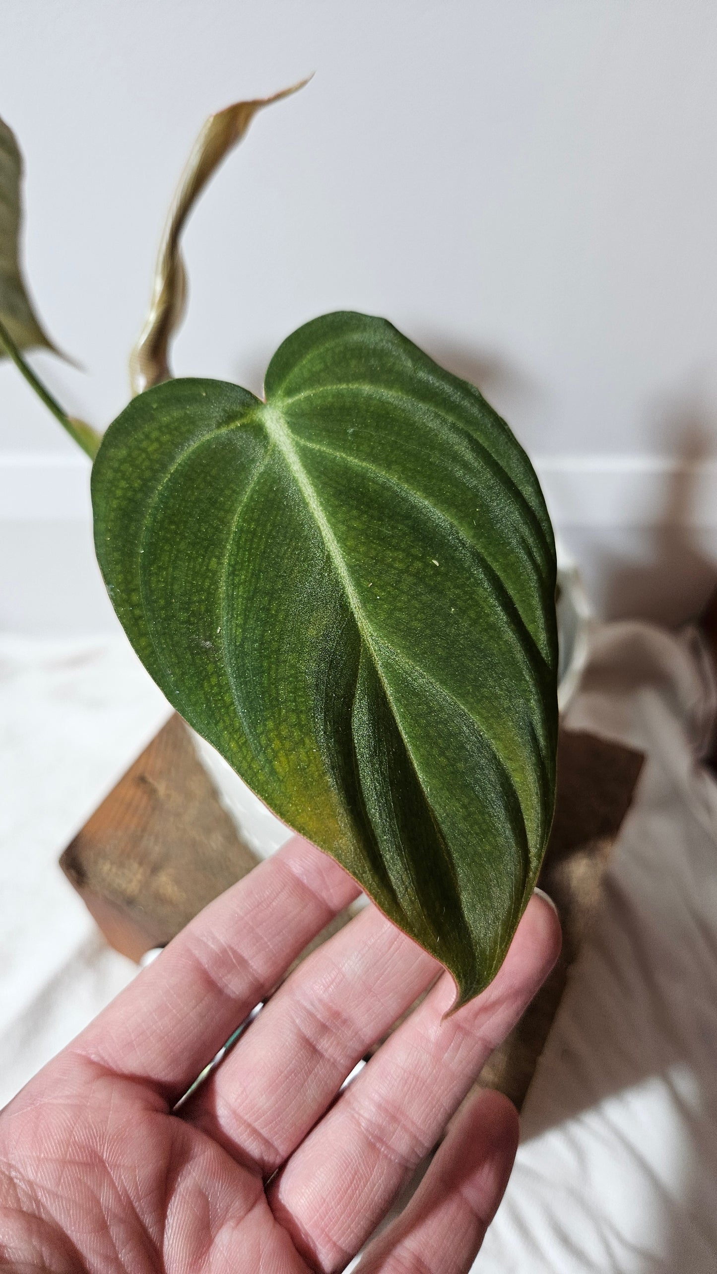 Philodendron Splendide (PHI-591)