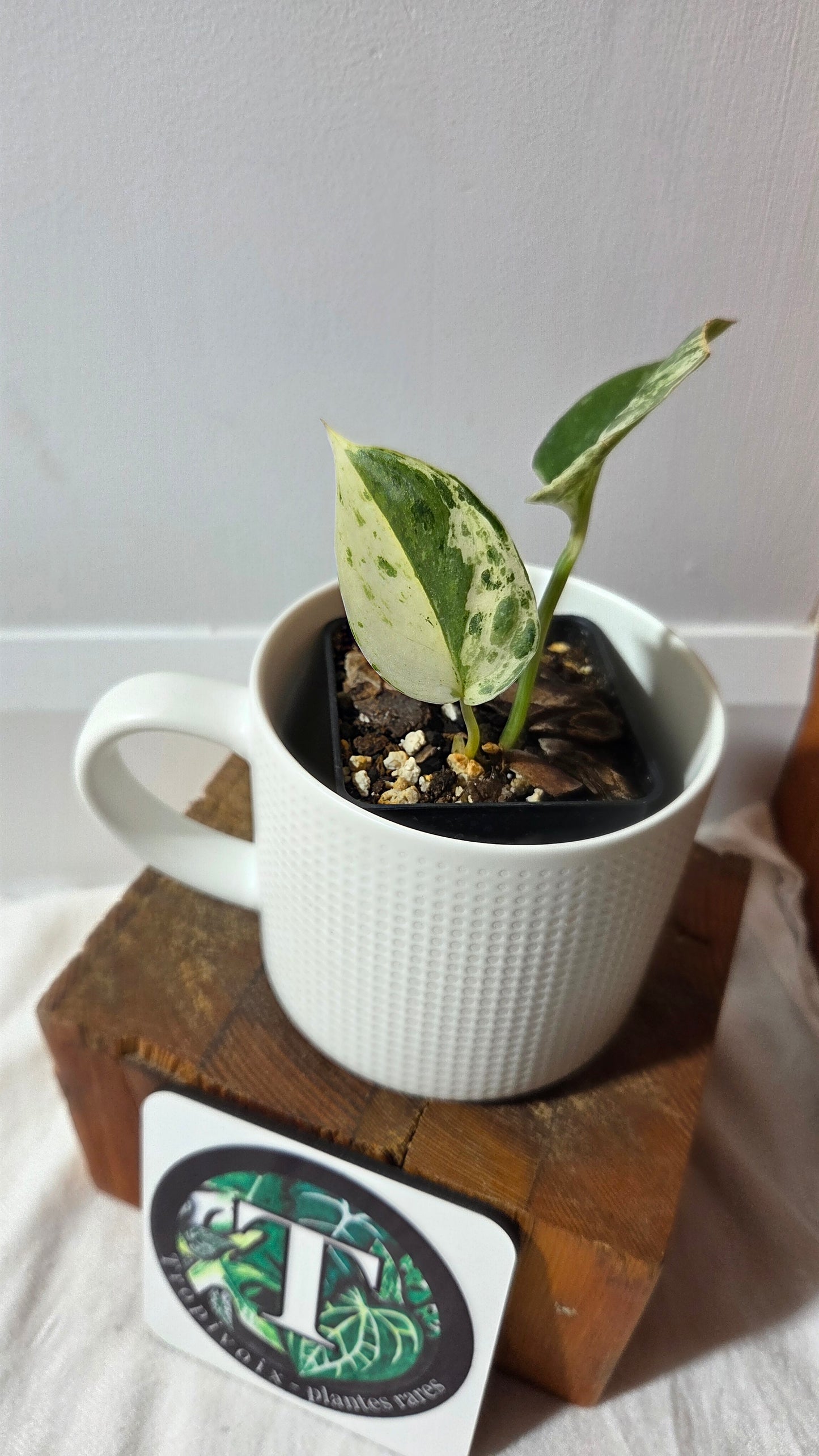 Scindapsus Silver Splash Variegata (SCI-646)