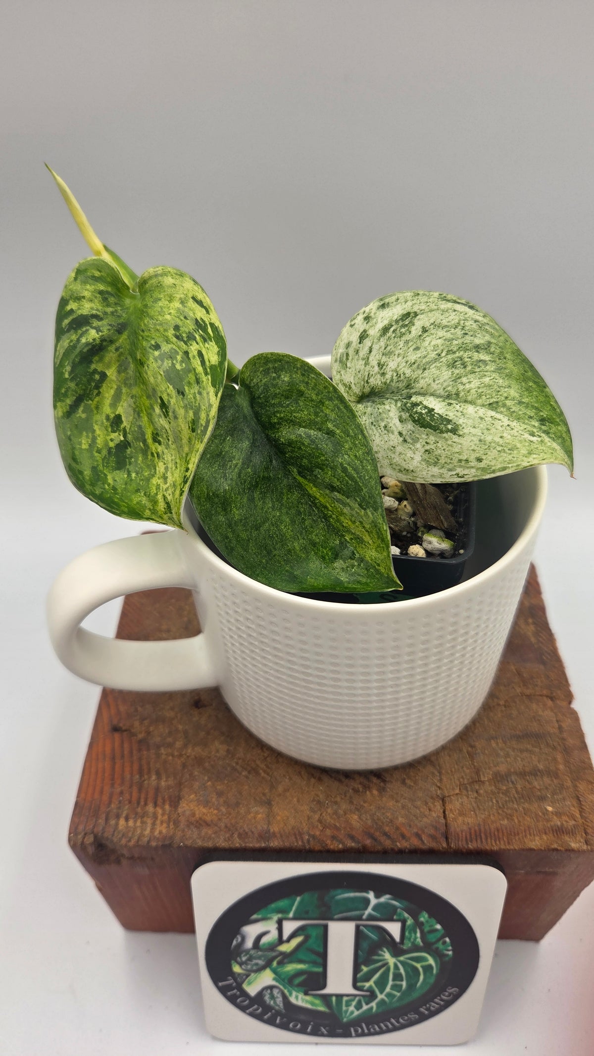 Scindapsus Jade Satin Marble (SCI-1518)