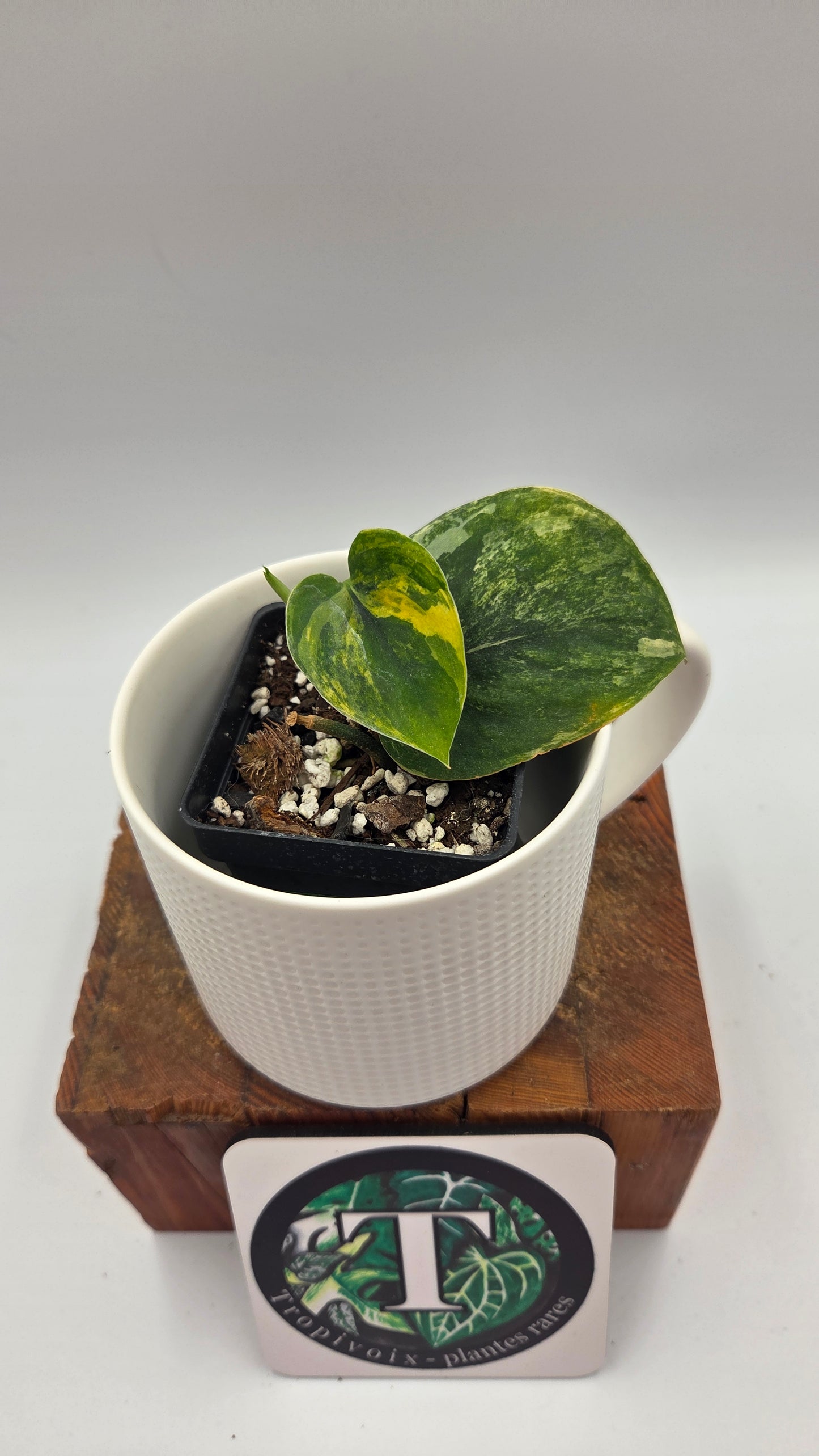 Scindapsus Parahiyangan (SCI-1071)