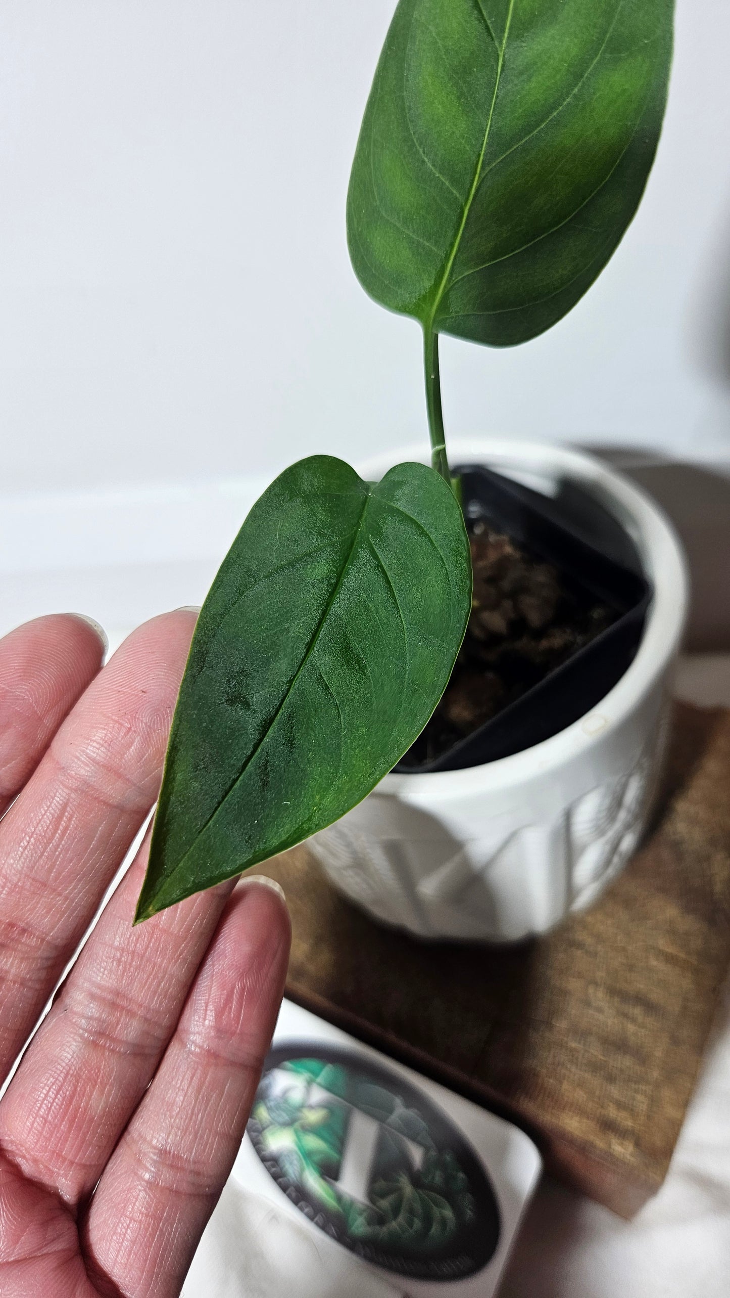 Monstera Obliqua Aff LaUnion (MON-246)