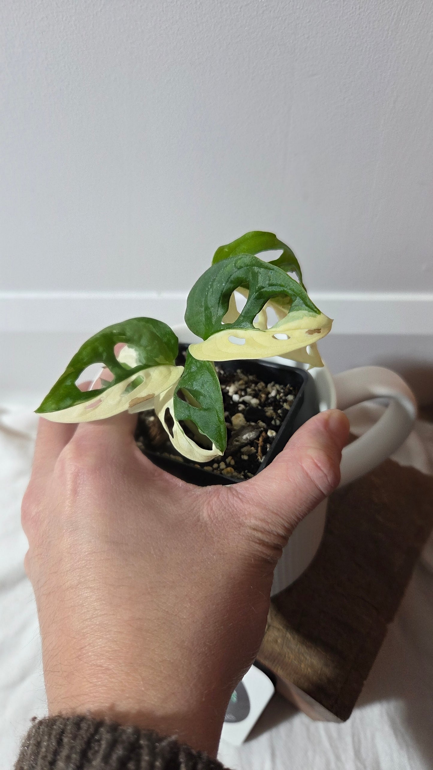 Monstera Andasonii Tricolore (MON-489)