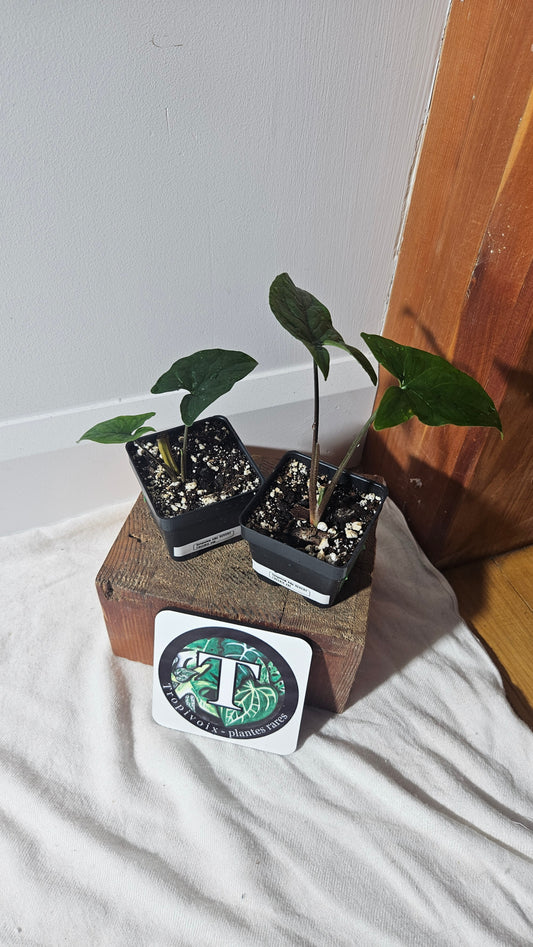 "FREEBIE 246, 247" (avec achat de 20$ avant taxes) Syngonium Albo REVERT     1FREEBIE/PERSONNE