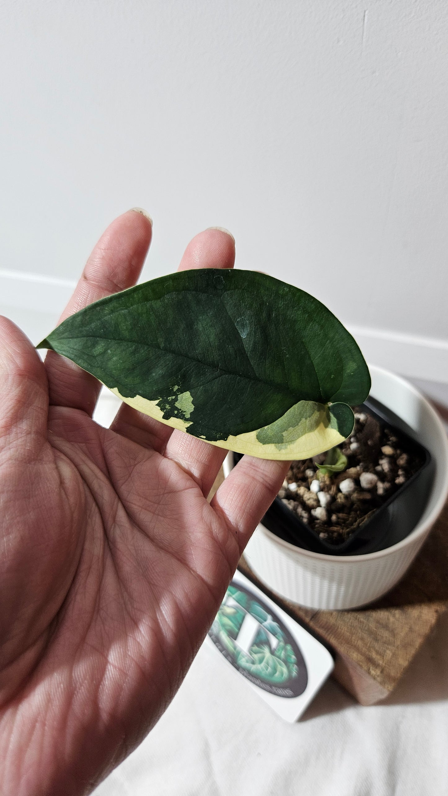 Syngonium Chiapense Albo (SYN-479)