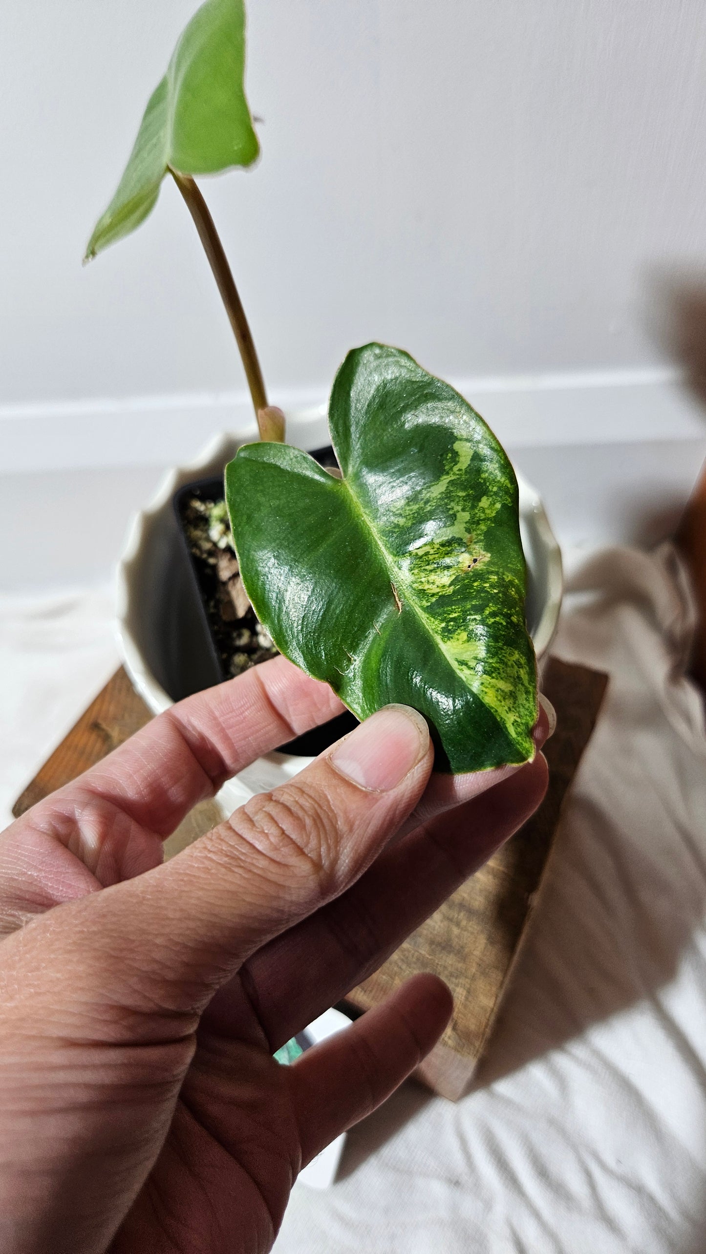 Philodendron Burlemarx Variegata (PHI-571)