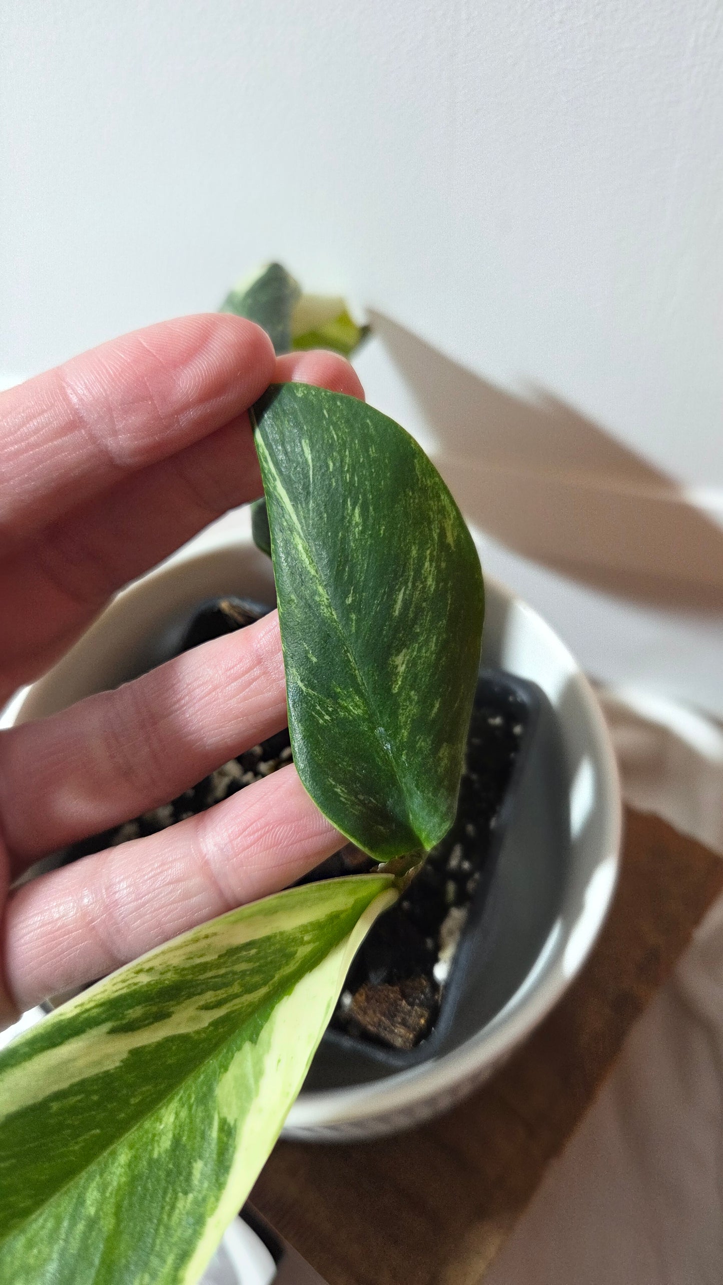 Rhaphidophora Elliptifolia Variegata (AUT-092)