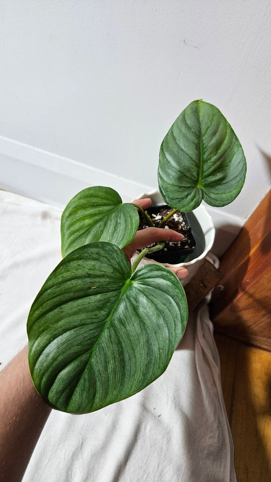 Philodendron Pastazanum Platinum (PHI-828)