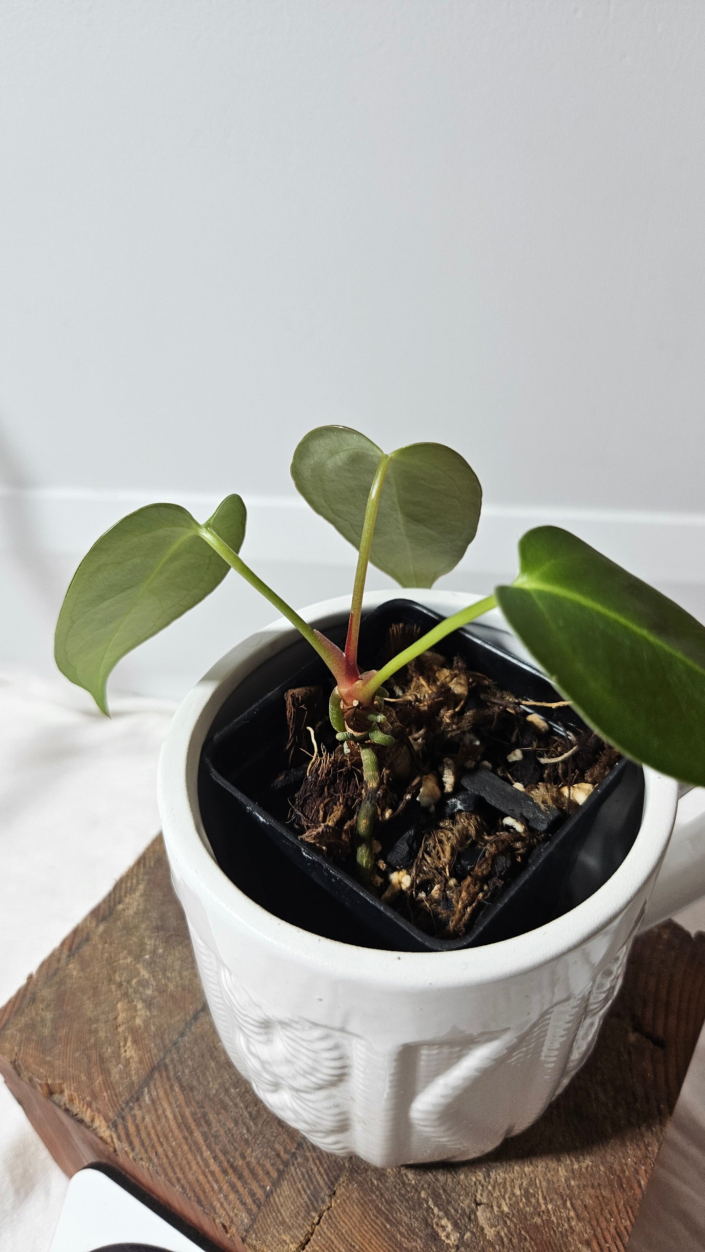 Anthurium Silver Blush X Subsignatum "format PETIT" (ANT-176)