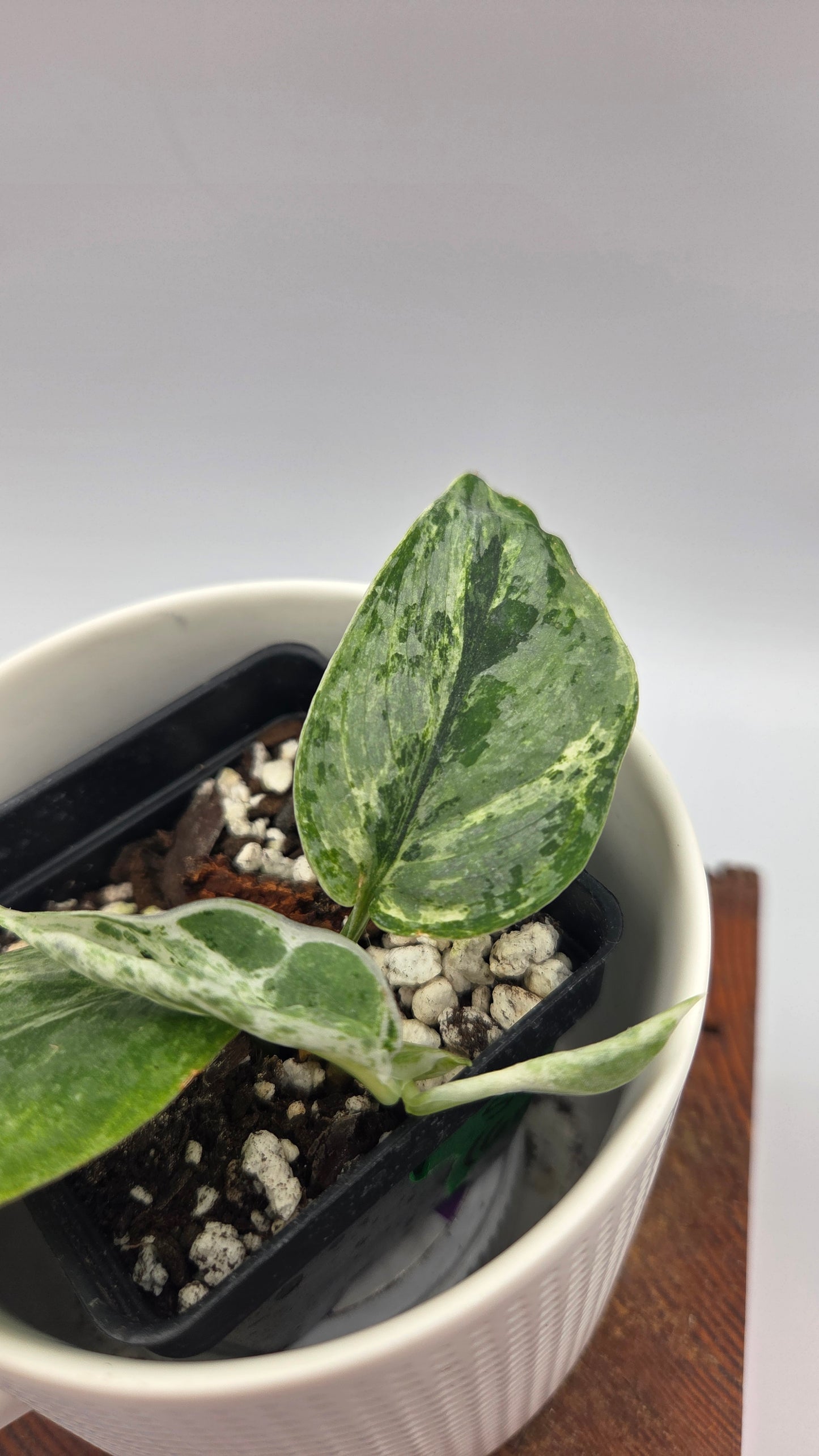 Scindapsus Perlas (SCI-1493)