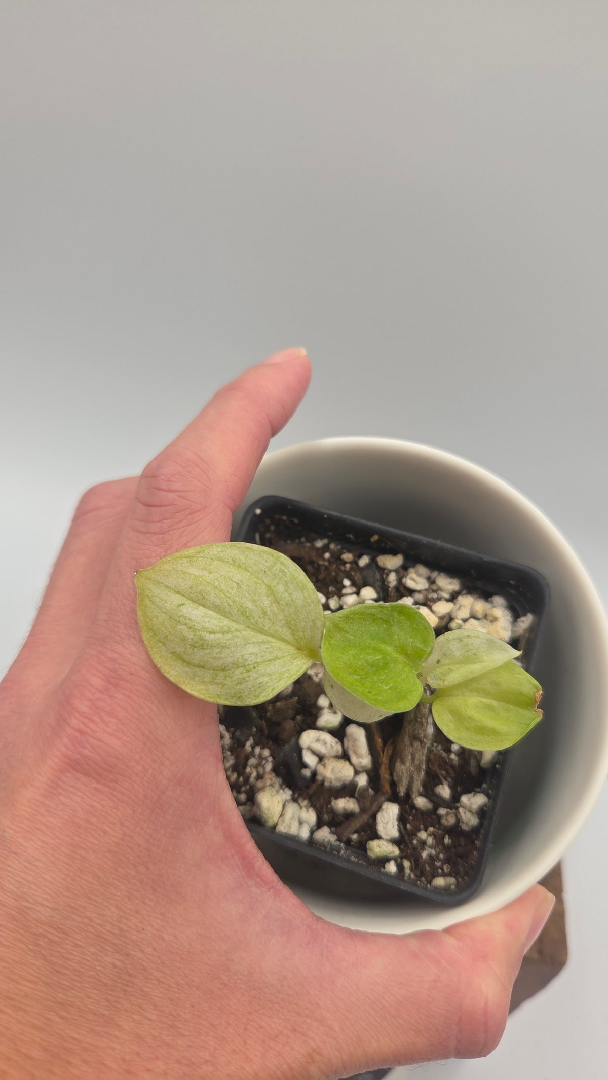 Scindapsus Hederaceus White Mint (SCI-1517)