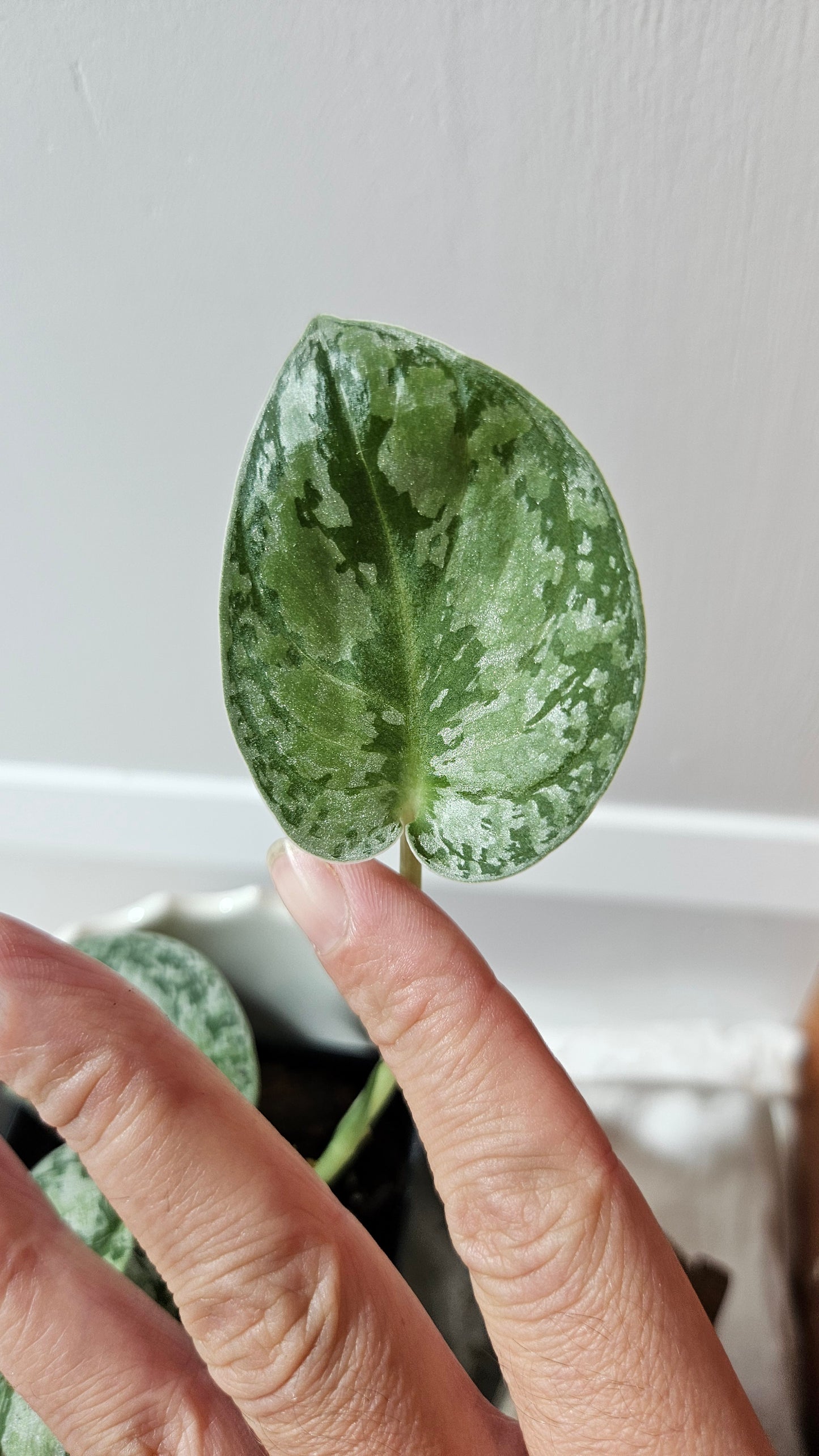 Scindapsus Tricolore silver Platinum (SCI-1322)