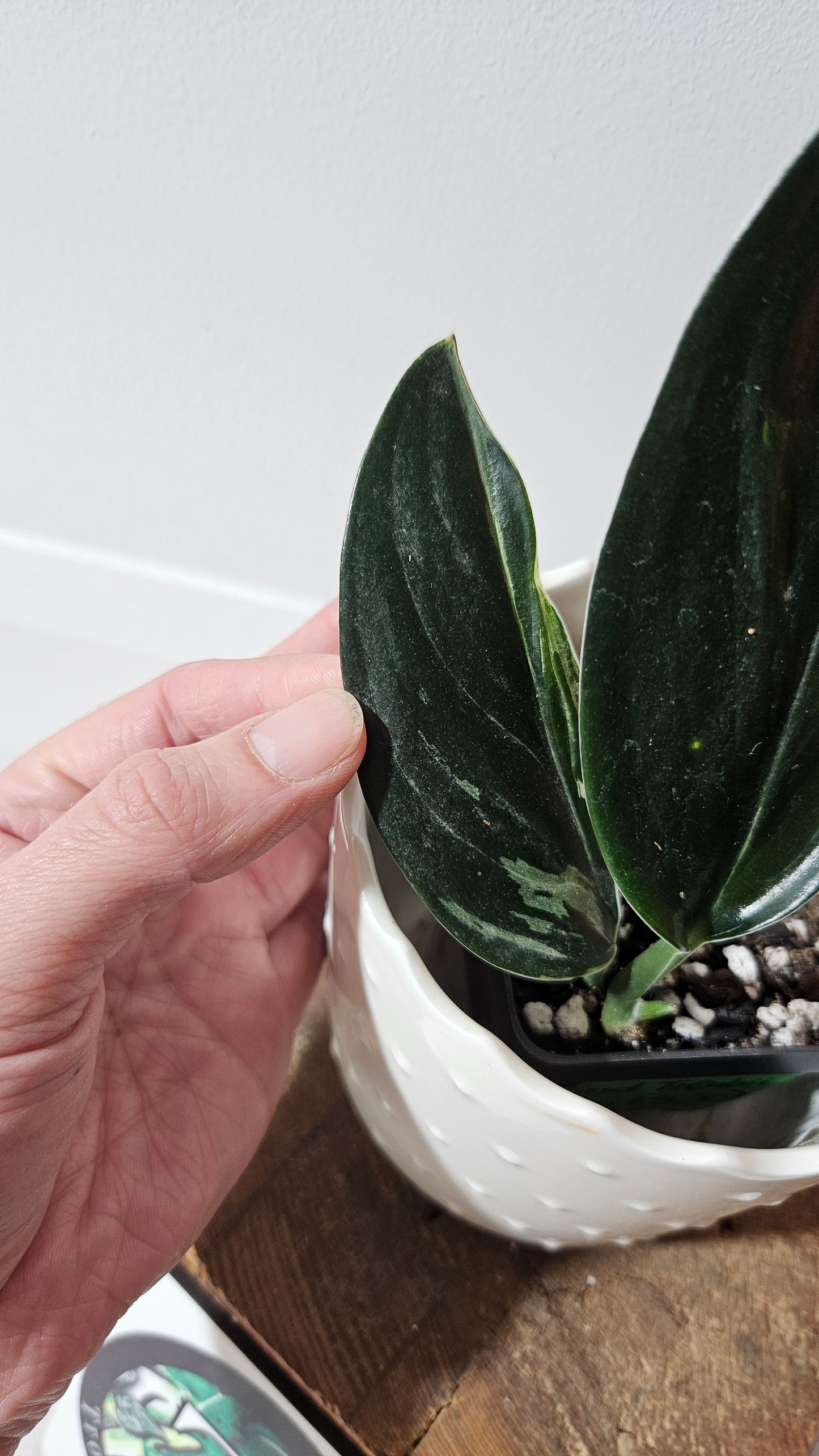 Scindapsus Treubii Dark Form silver (SCI-1012)