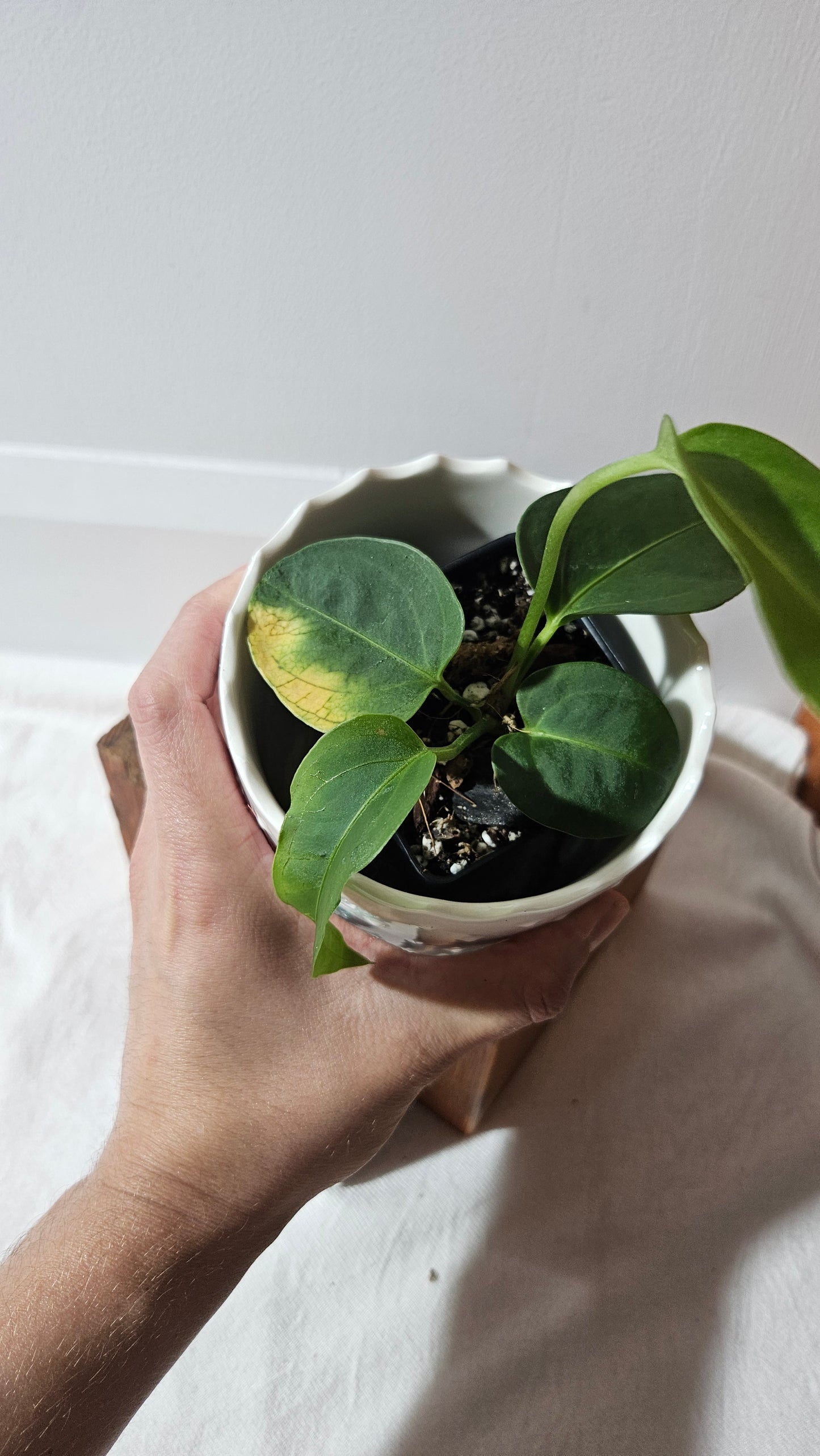 Anthurium Villenaorum X Morona "format MOYEN"(ANT-432)