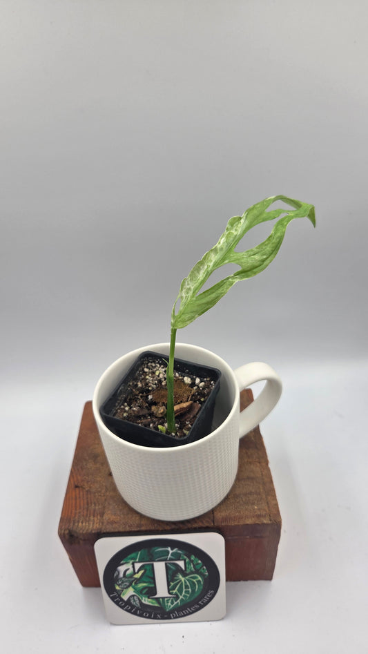 Monstera Andasonii Mint/Indo (MON-422)