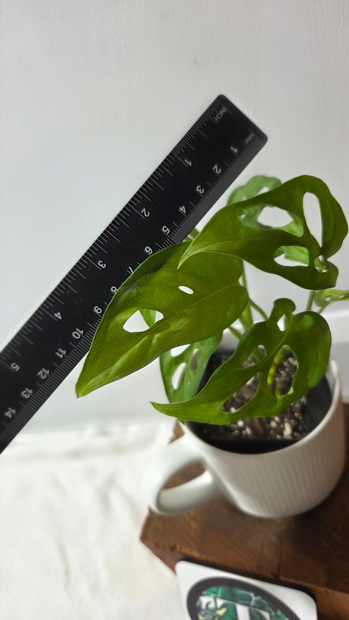 Monstera Obliqua Aff Tena (MON-447)