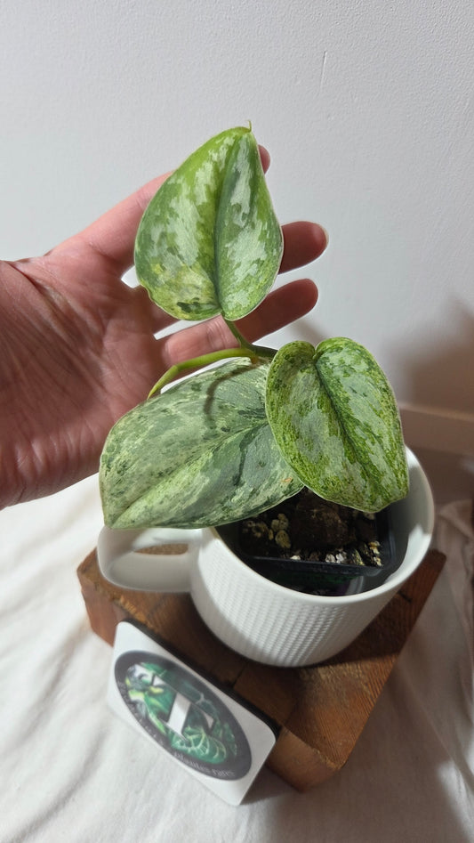 Scindapsus Peasun (SCI-1354)