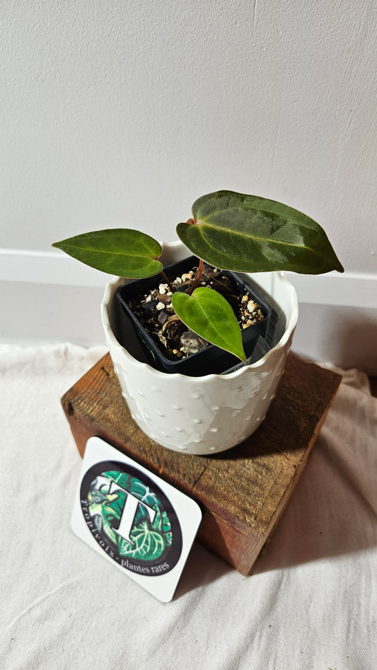 Anthurium  Carlablackiae (Indo) X Papillilaminum "format PETIT" (ANT-473)