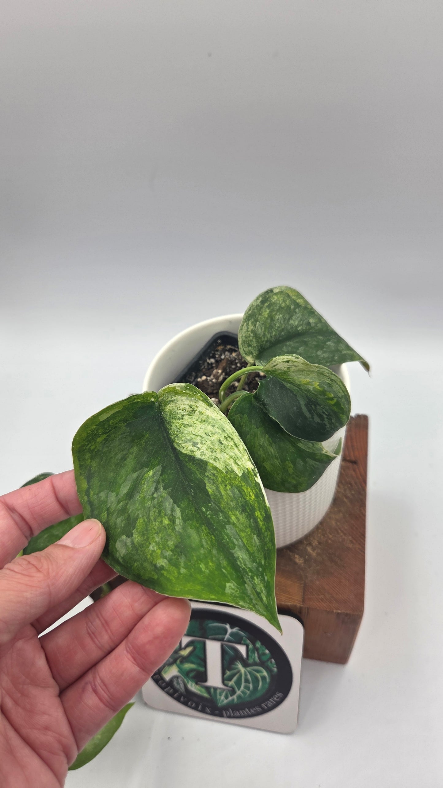 Scindapsus Dark Splash Variegata (SCI-850)