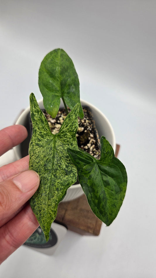Syngonium Mojito (SYN-515)