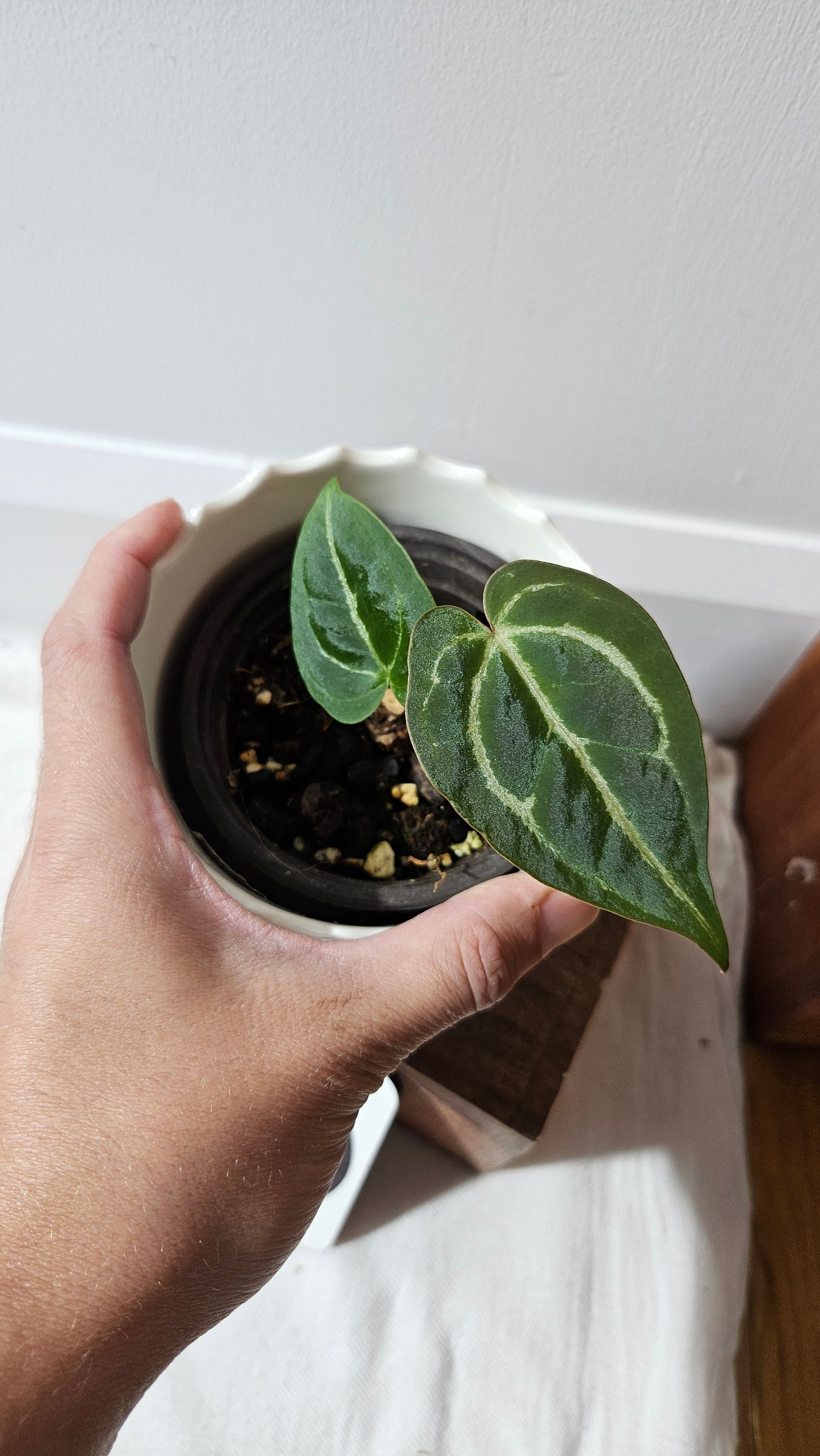 Anthurium Besseae Hybrid "Format PETIT" (ANT-565)