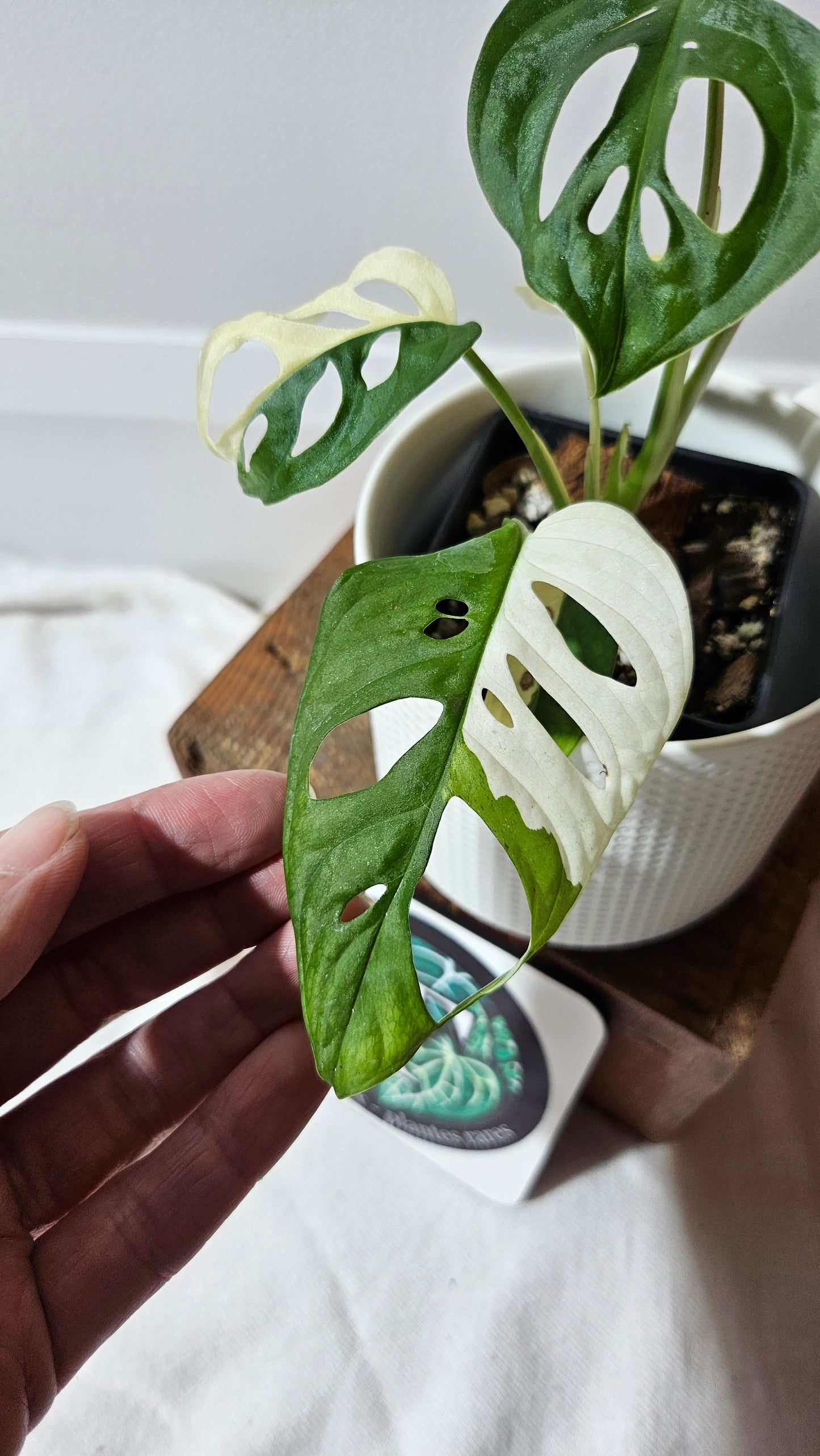 Monstera Andasonii Albo (MON-481)