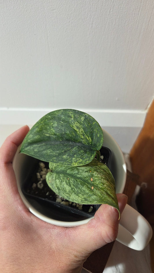 Scindapsus Silver Satin albo (SCI-1373)