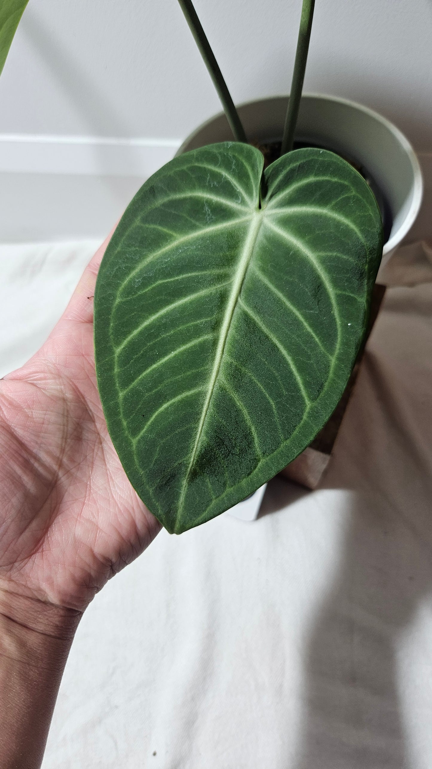 Anthurium Polcachense Aff "format LARGE"(ANT-152)