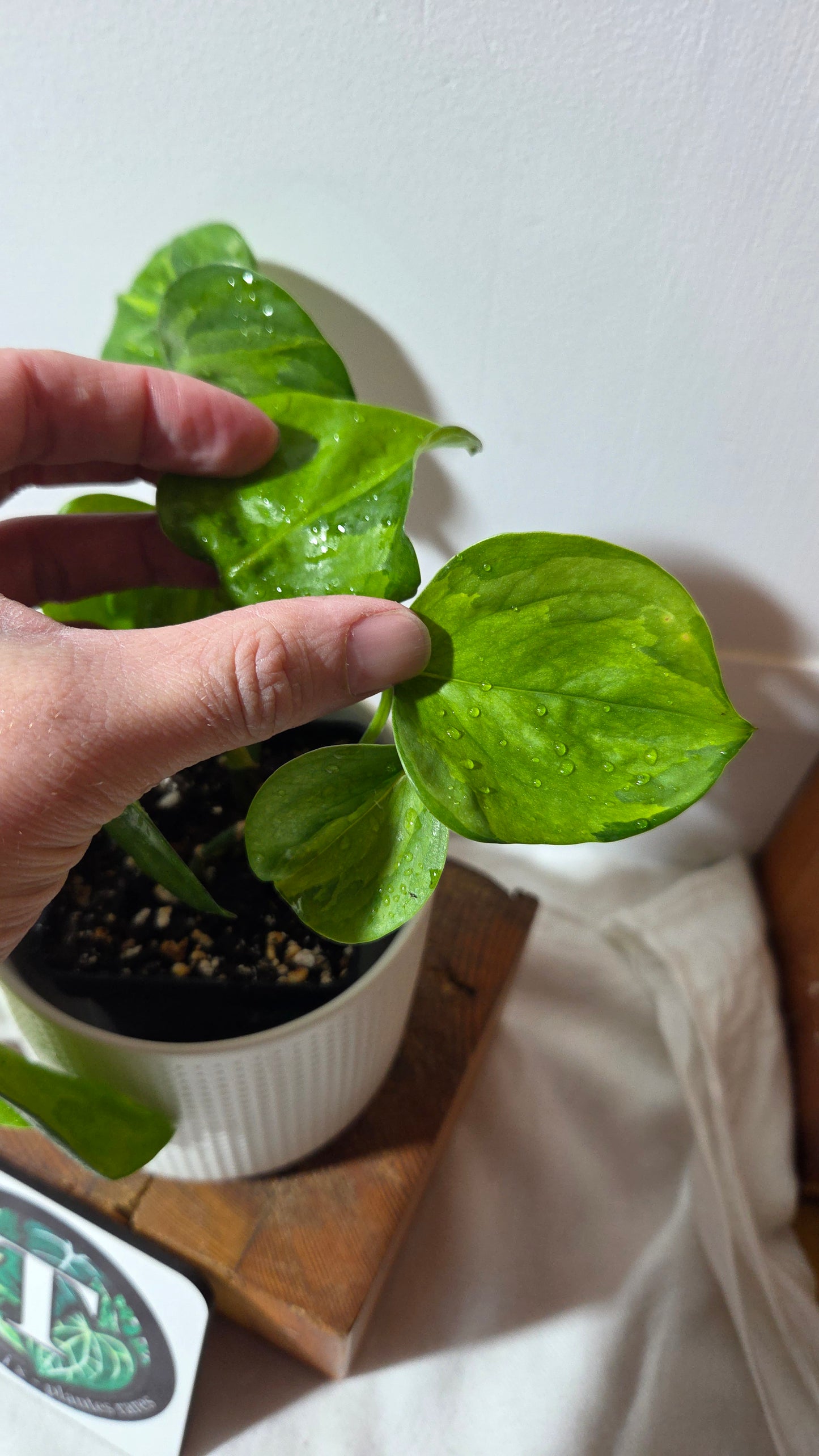 Epipremnum Aureum Manjula yellow/Olivia/Mint (EPI-176)