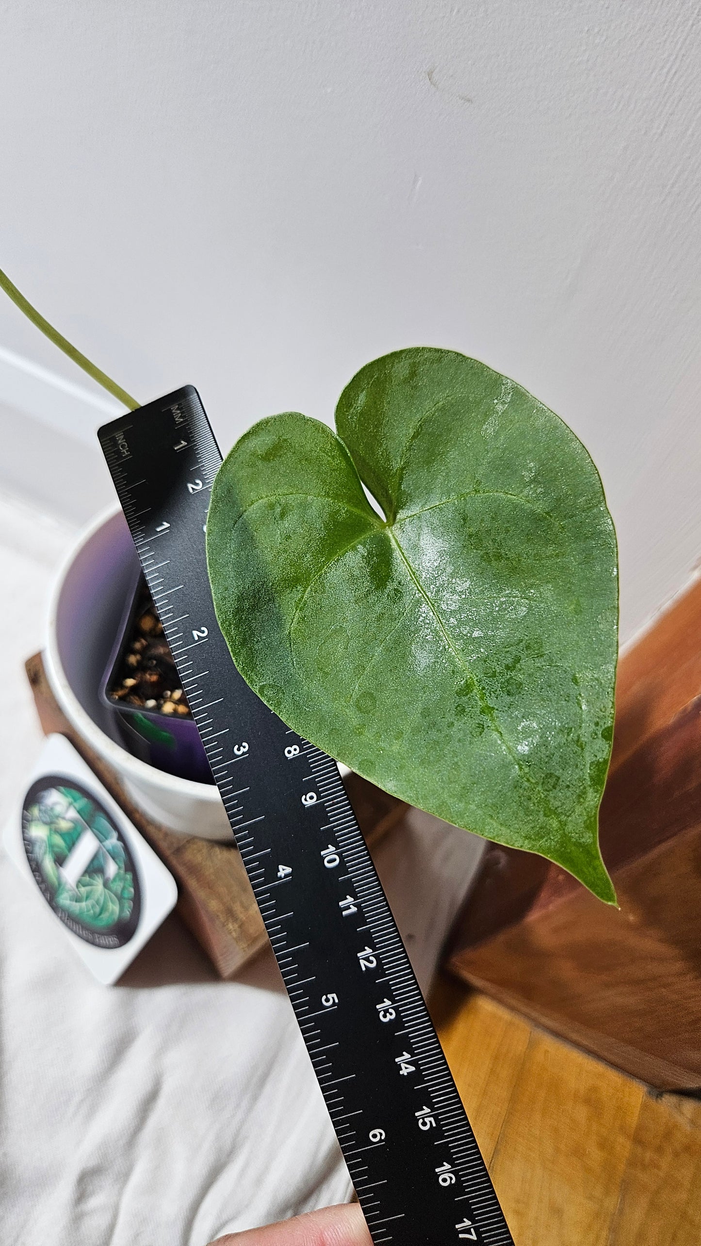 Anthurium Clarinervium X Jarii "format MOYEN" (ANT-551)