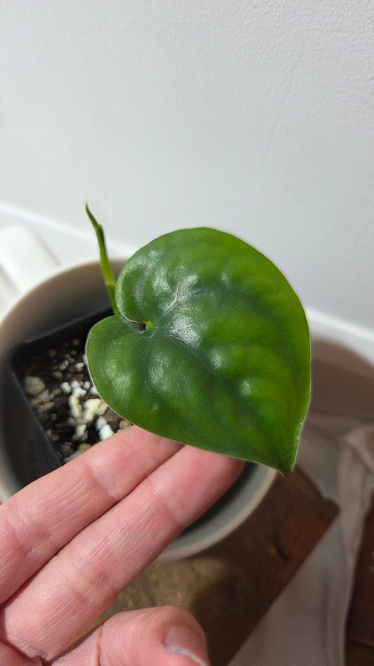 Scindapsus Lucens (SCI-1403)