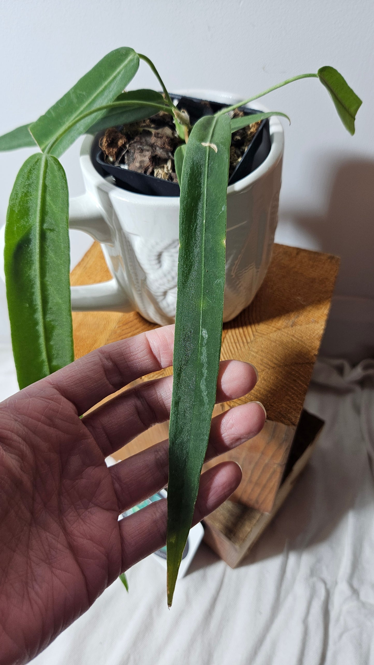 Anthurium Pallidiflorum "format MOYEN"(ANT-196)