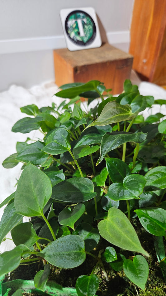 Anthurium Papillilaminum  "format SEEDLING"