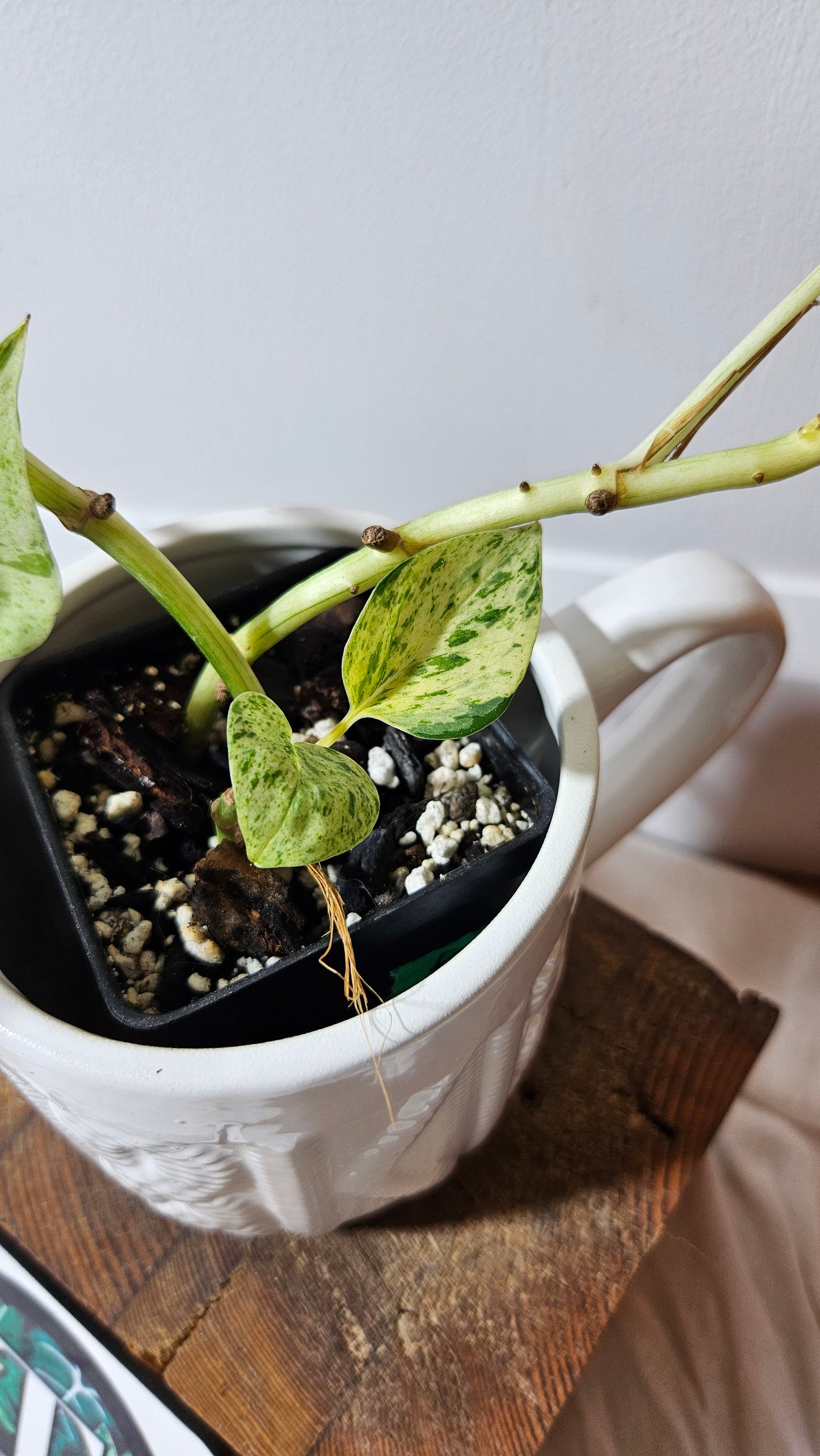 Epipremnum Aureum Marble Queen "version Snow Queen" (EPI-179)