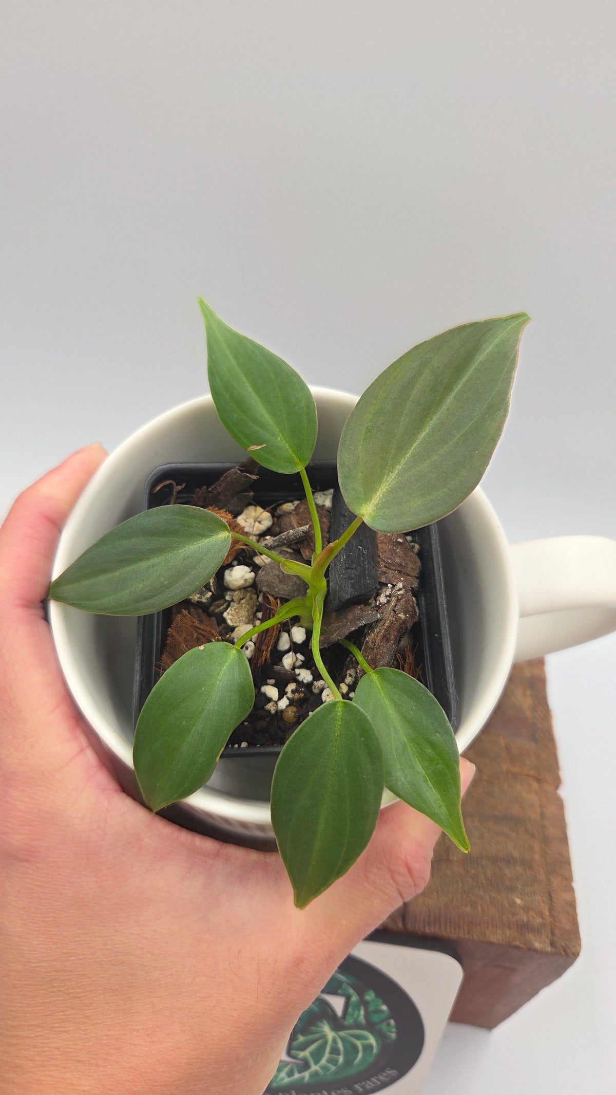 Philodendron Glorious (PHI-1098)