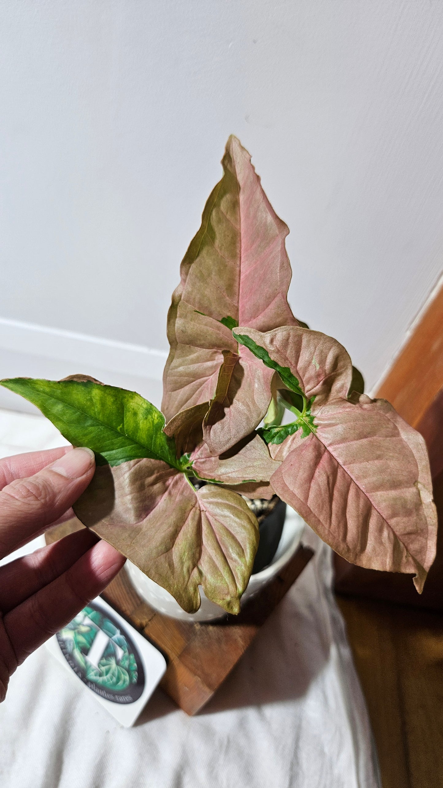 Syngonium Pink Lava (SYN-437)