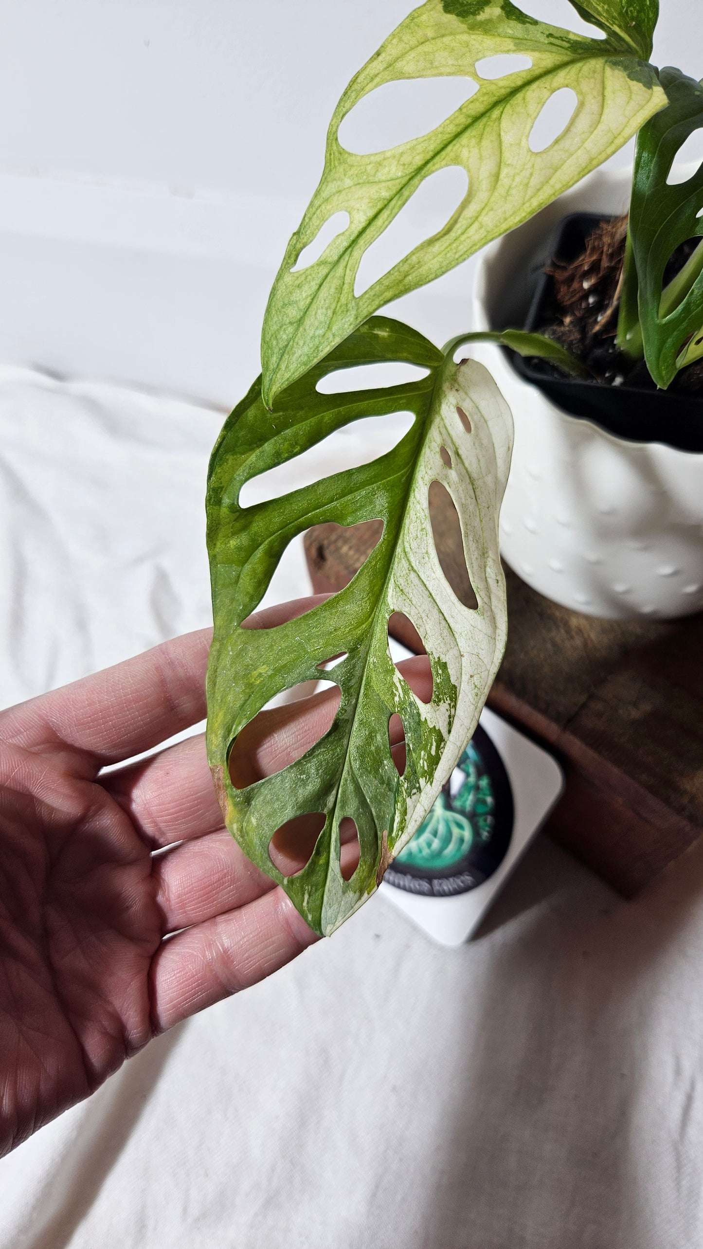 Monstera Andasonii Tricolore (MON-335)