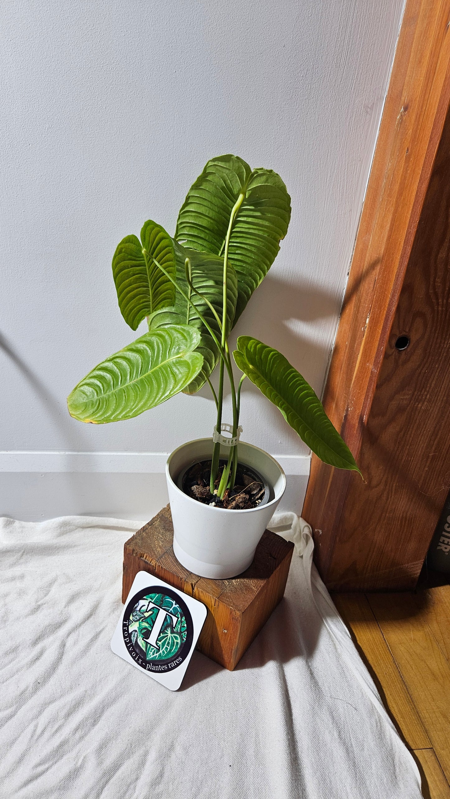 Anthurium Veitchii Super Narrow "format LARGE" (ANT-276)