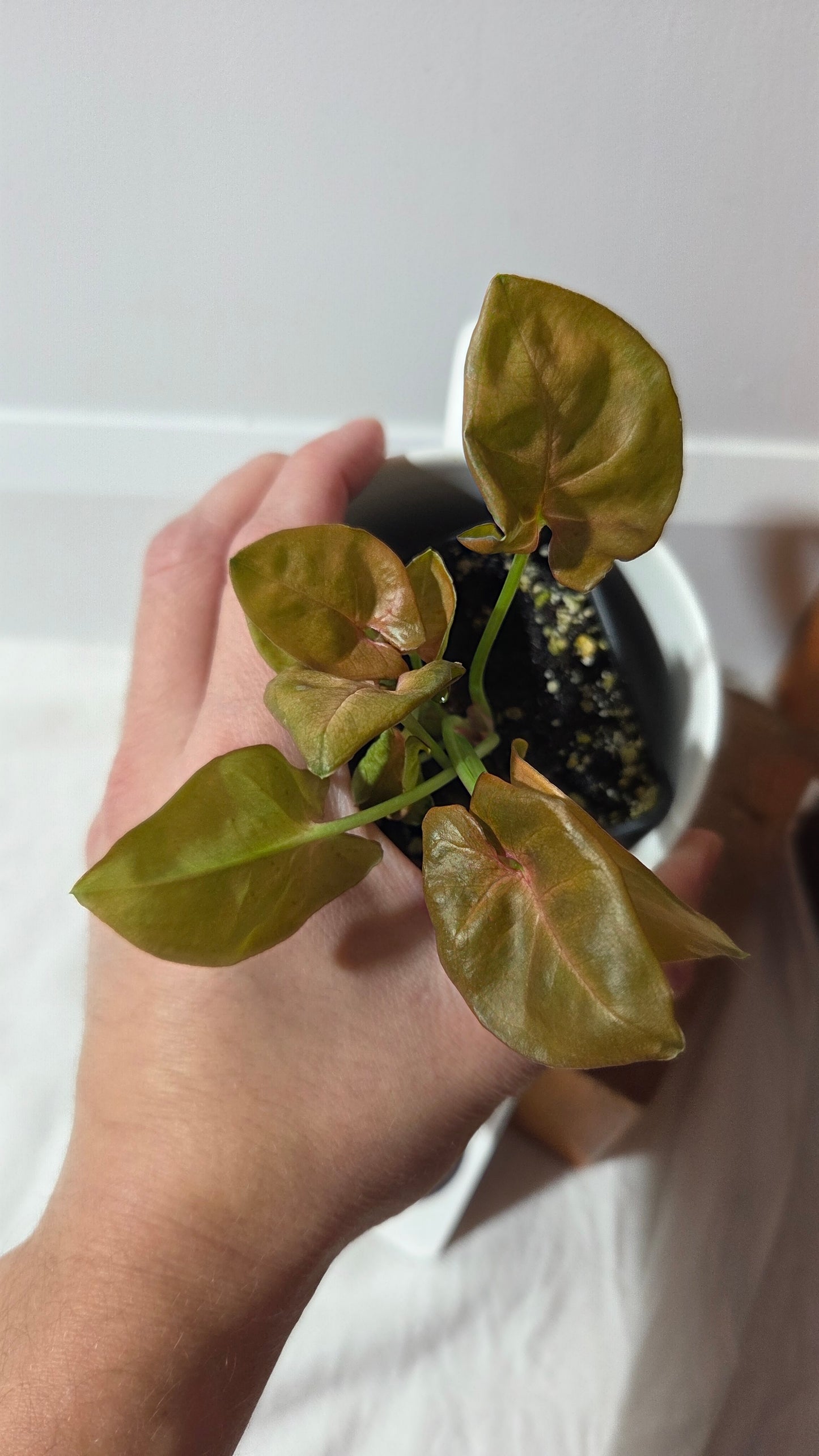 Syngonium Pink Neon Robusta (SYN-489)