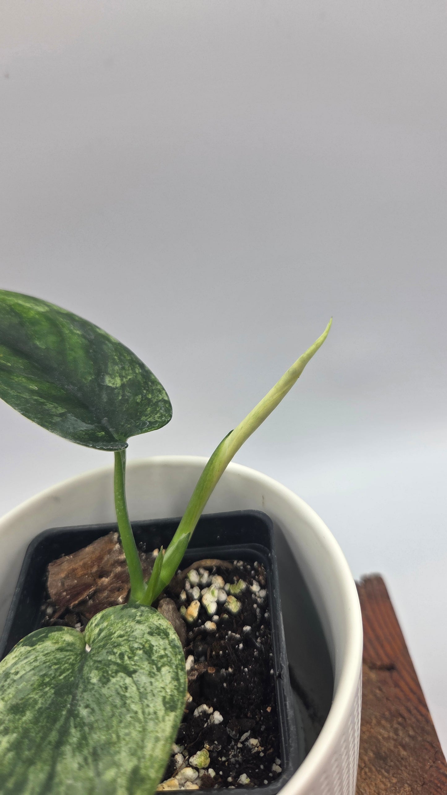 Scindapsus Silver Satin albo (SCI-1506)